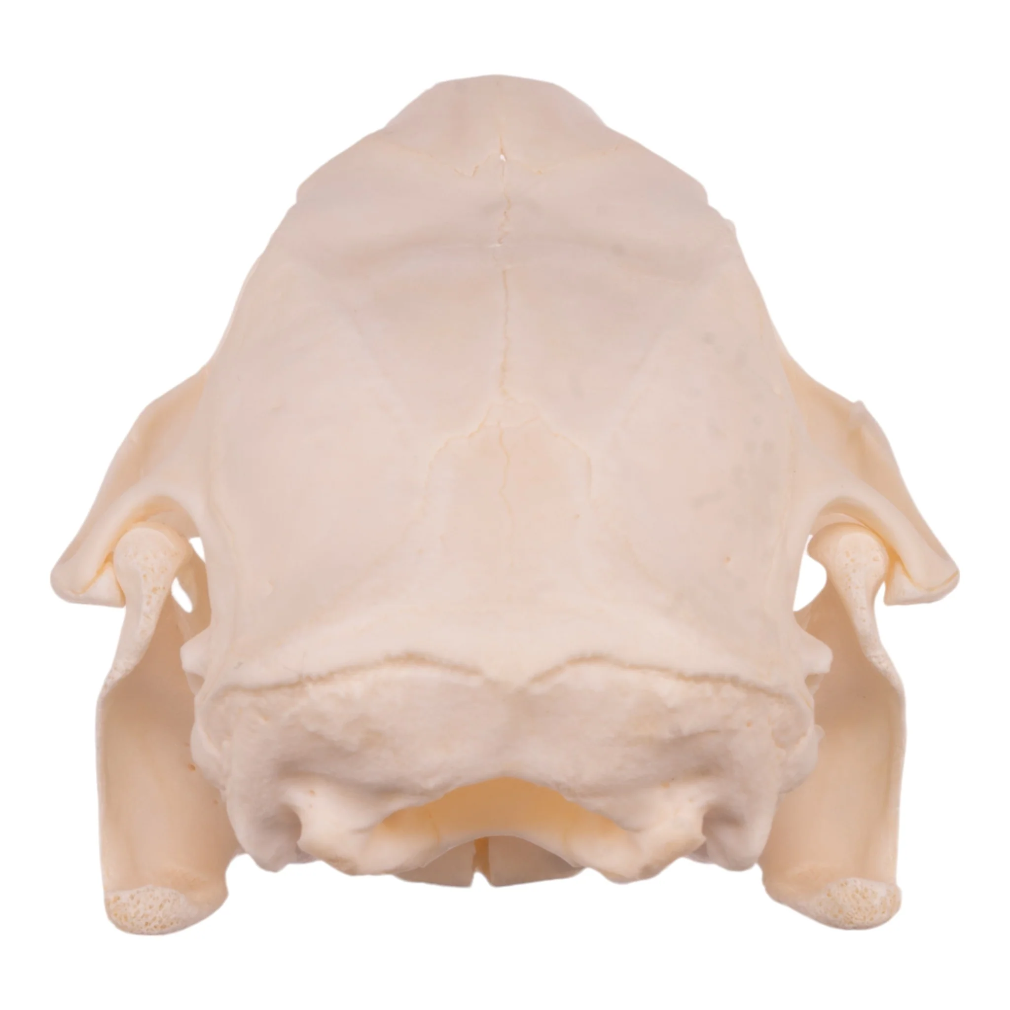 Real American Porcupine Skull - Adolescent - Image 5