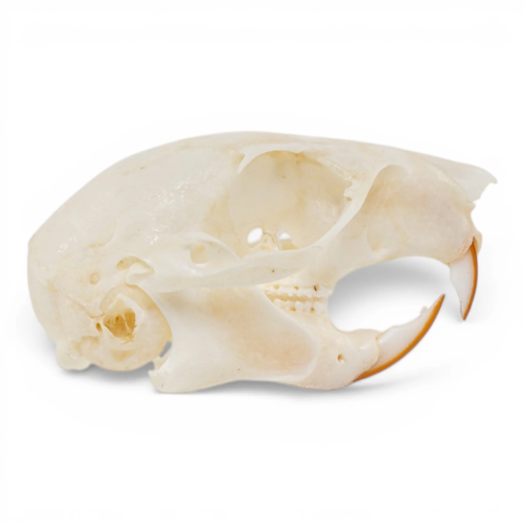 Real American Red Squirrel Skull - Image 2