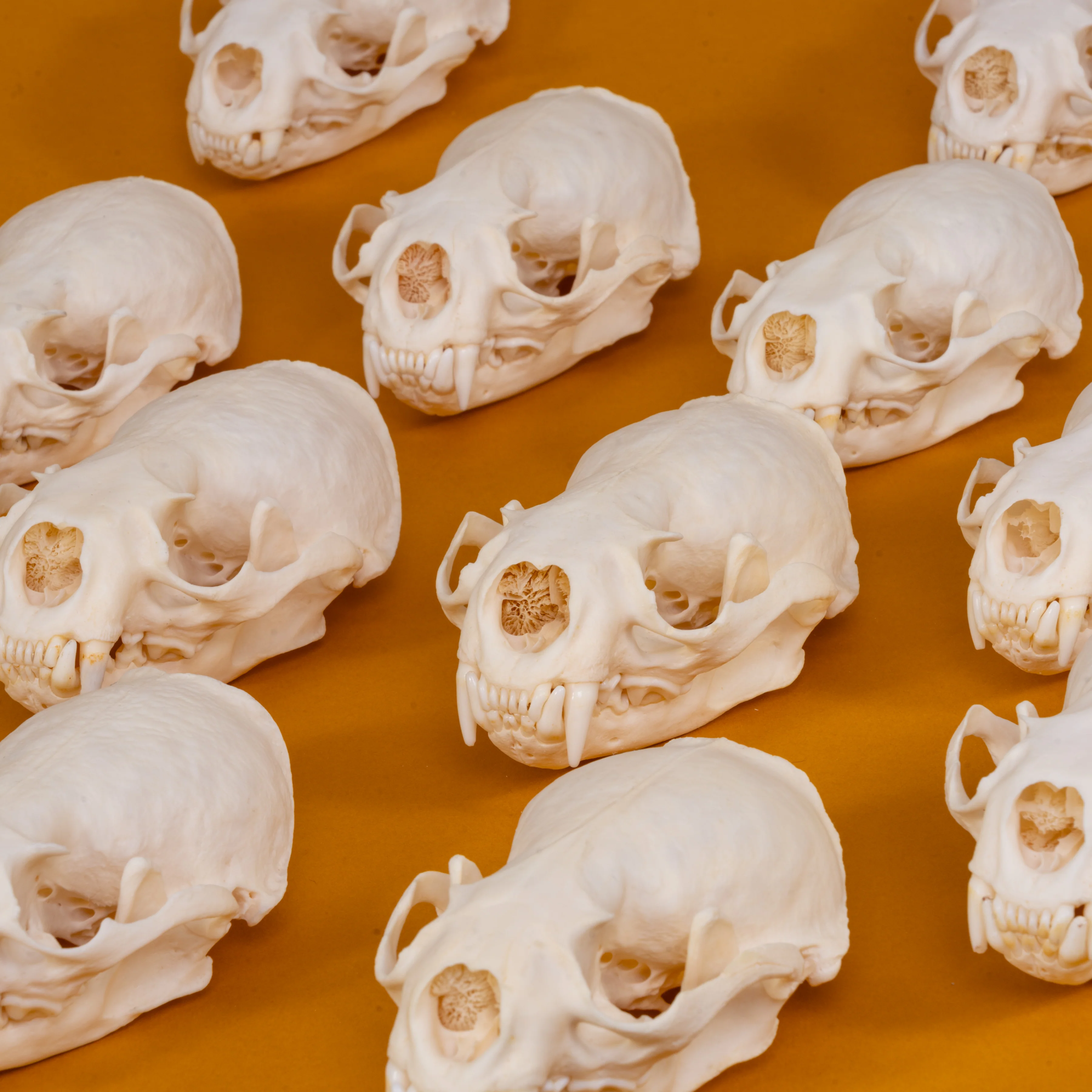Real American River Otter Skull - Image 6