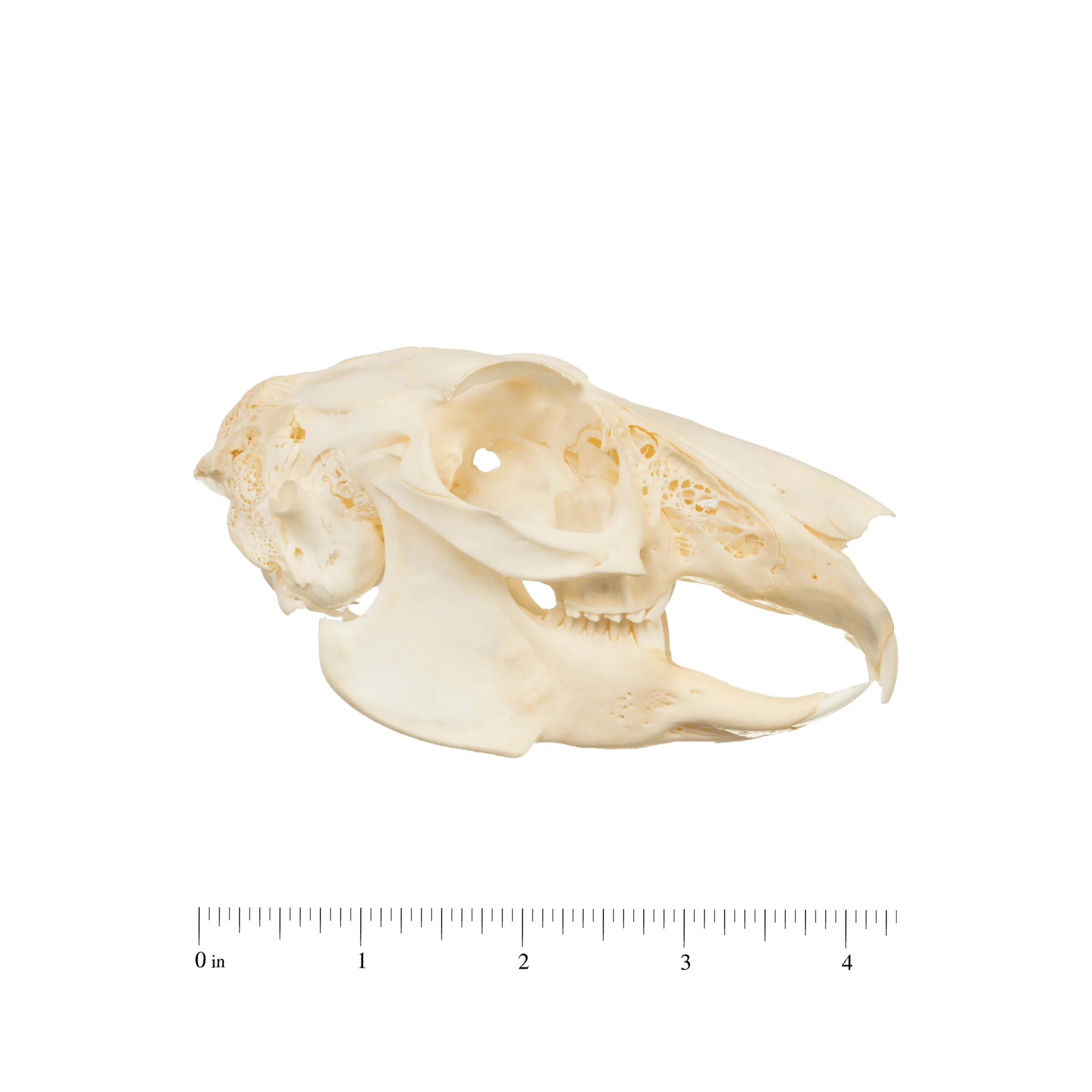 Real Antelope Jackrabbit Skull - Image 2