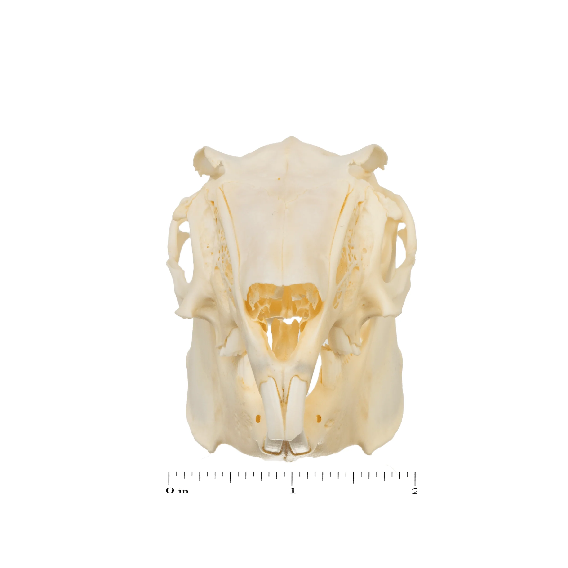 Real Antelope Jackrabbit Skull - Image 3