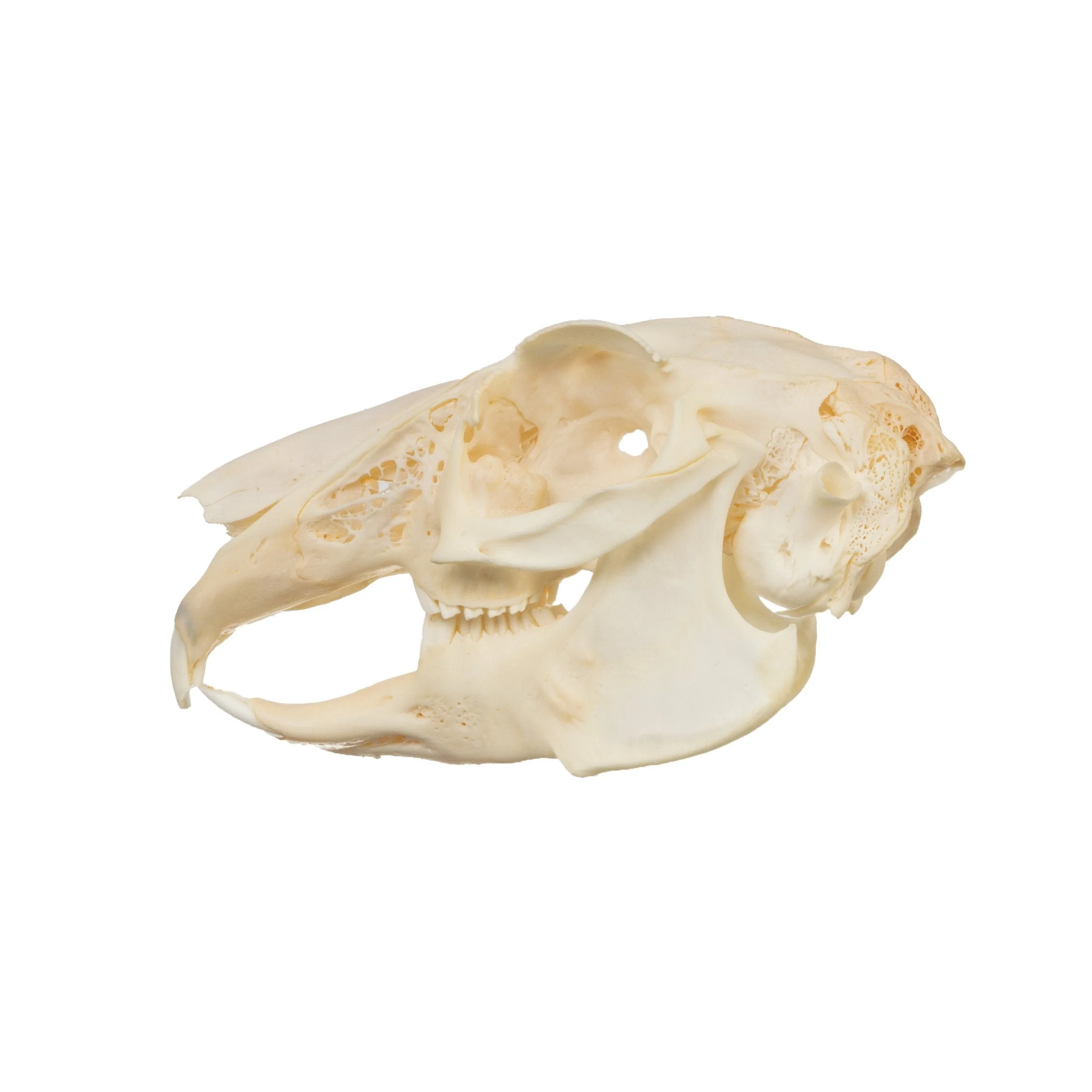 Real Antelope Jackrabbit Skull - Image 4