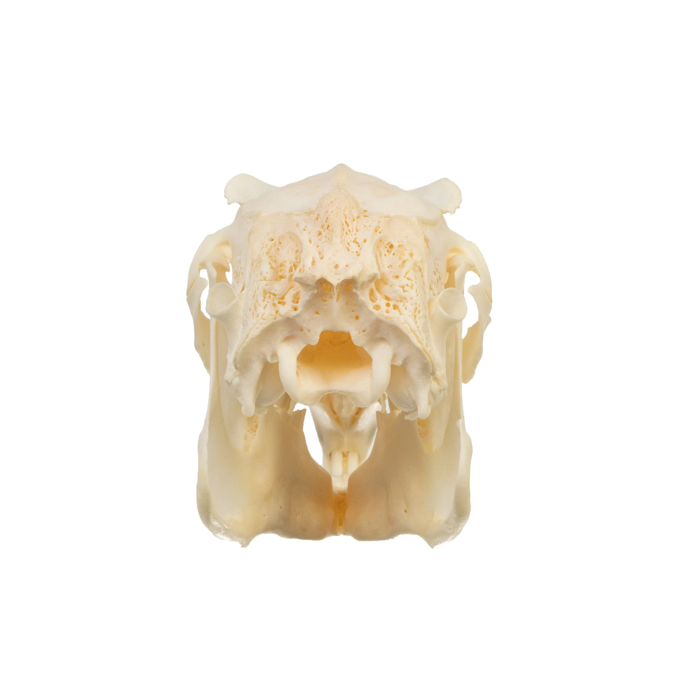 Real Antelope Jackrabbit Skull - Image 5