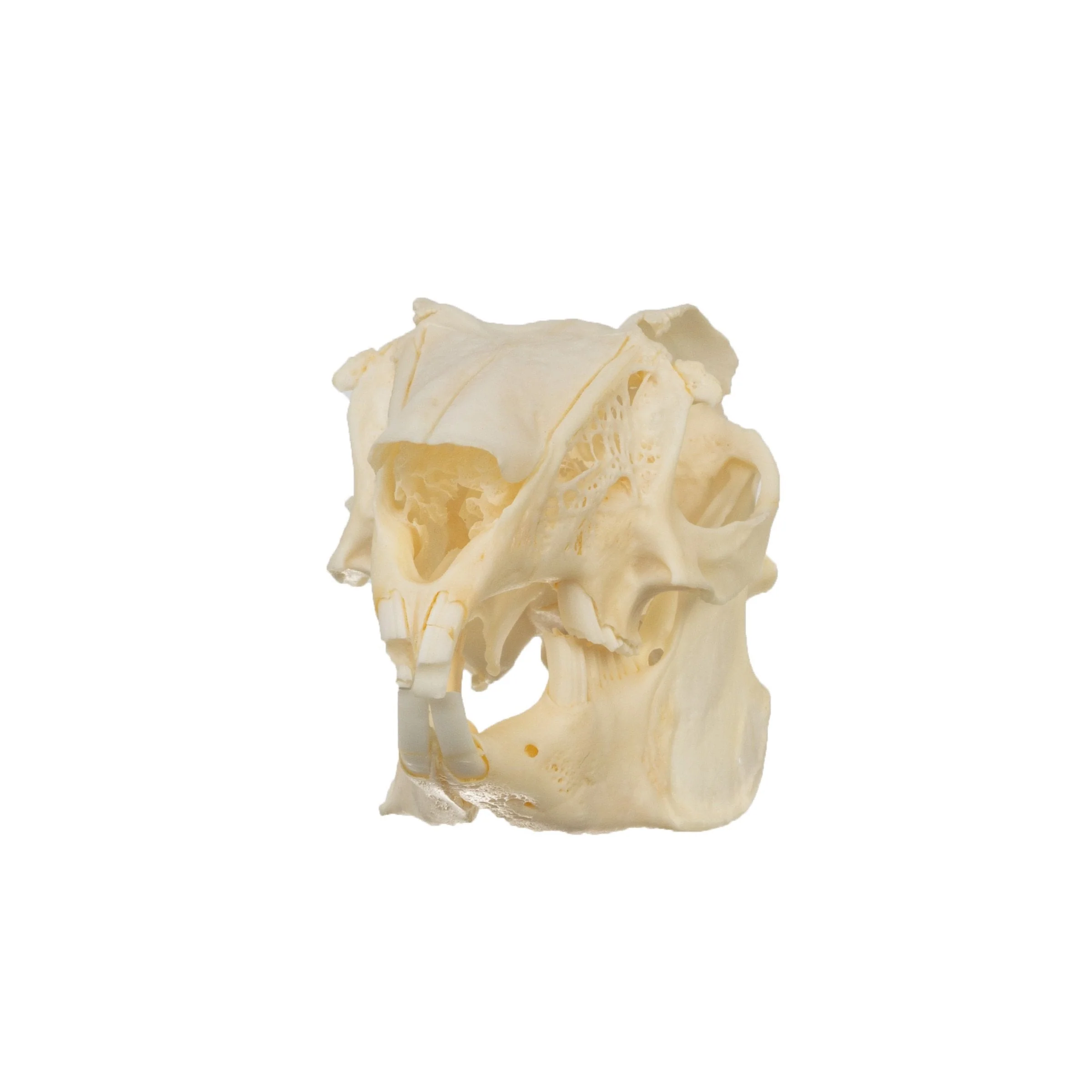 Real Antelope Jackrabbit Skull - Image 6