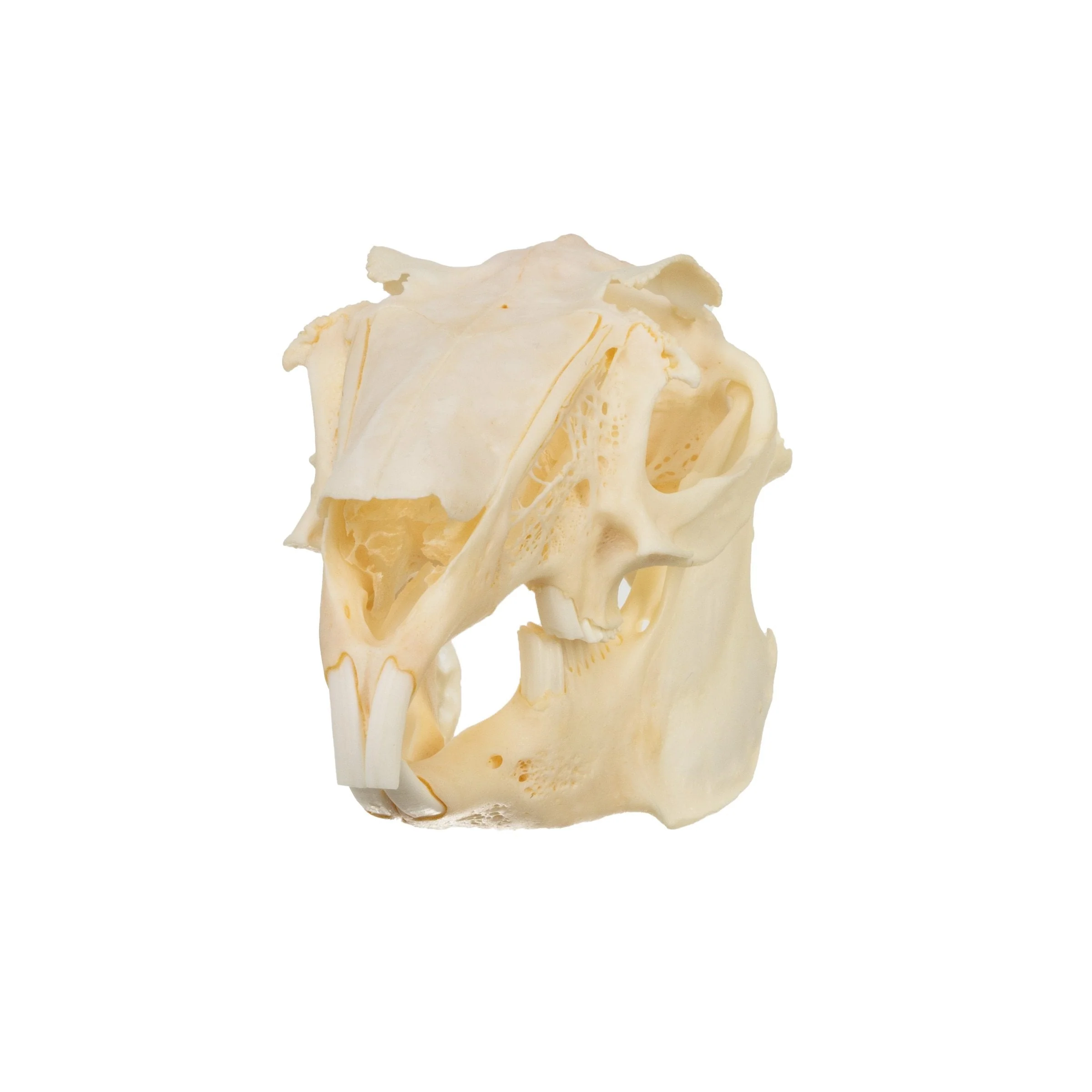 Real Antelope Jackrabbit Skull - Image 7