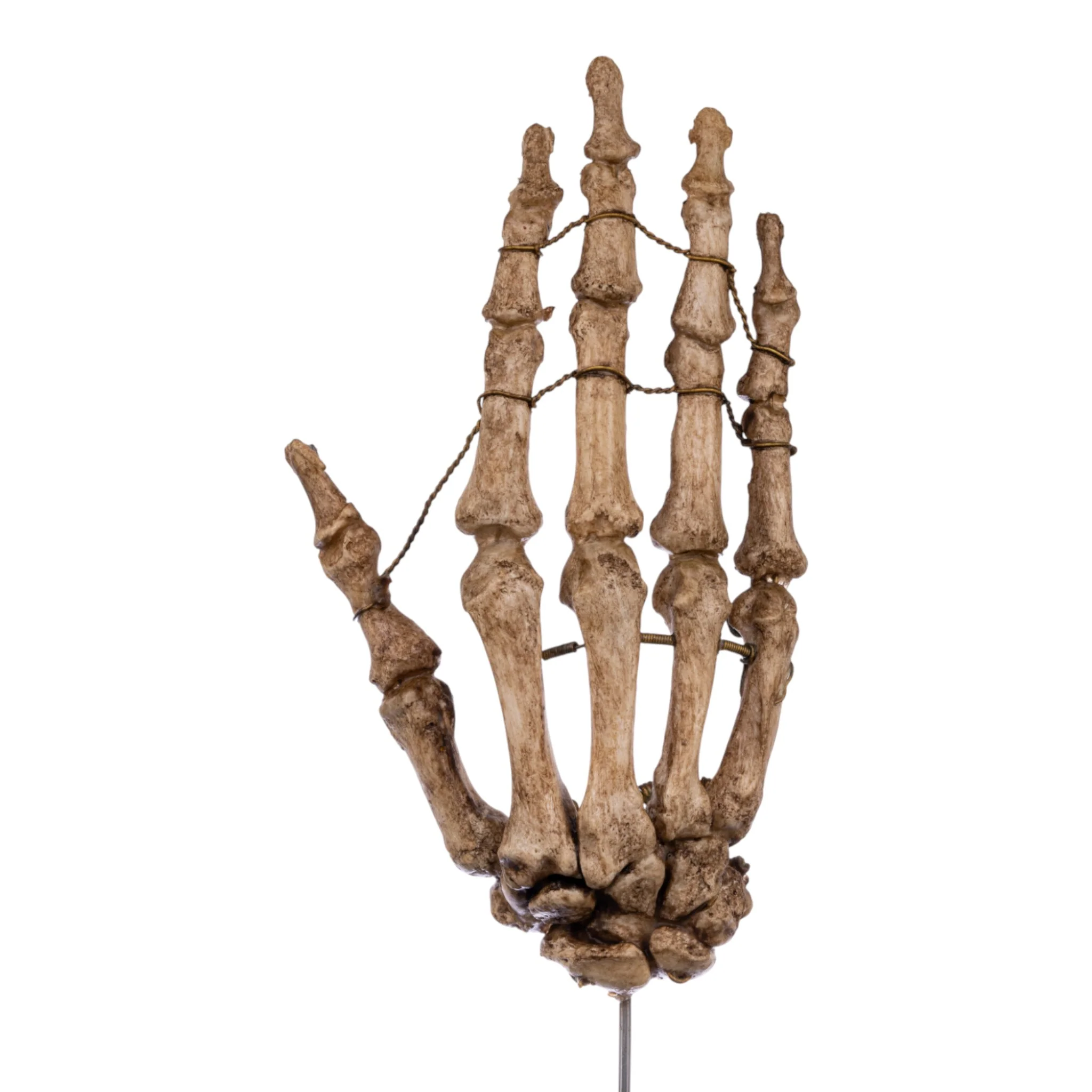 Real Articulated Human Hand on Stand - Image 3