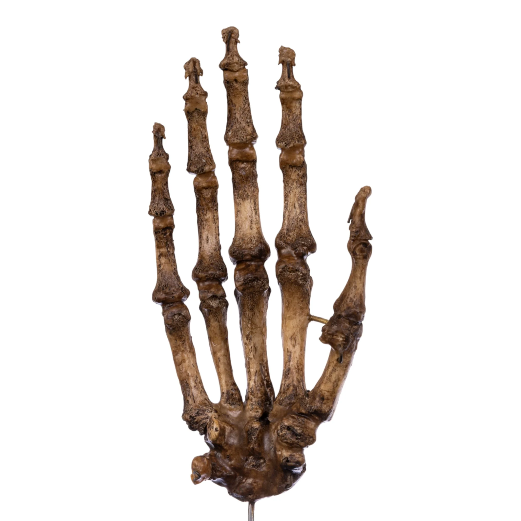 Real Articulated Human Hand on Stand - Image 4