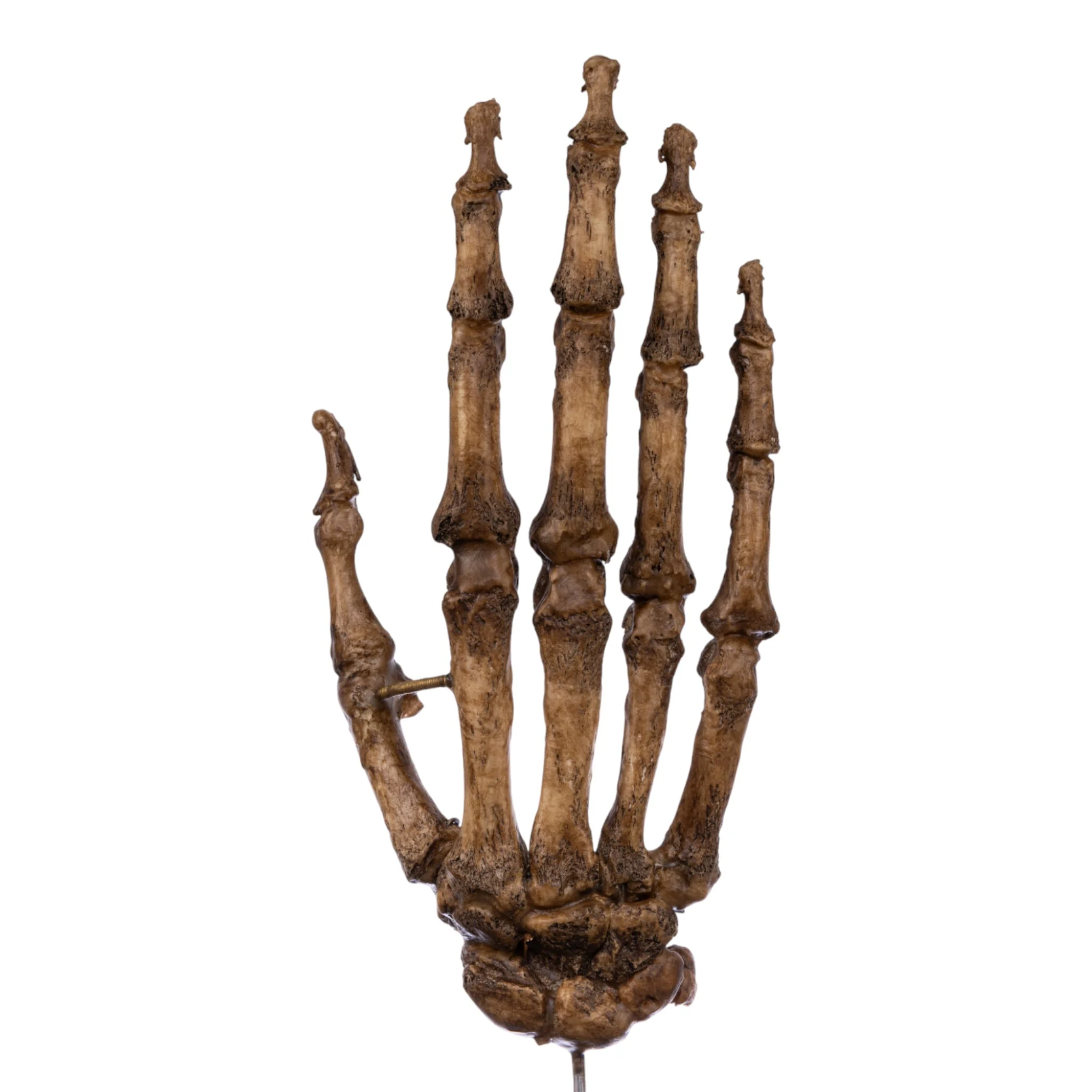 Real Articulated Human Hand on Stand - Image 5