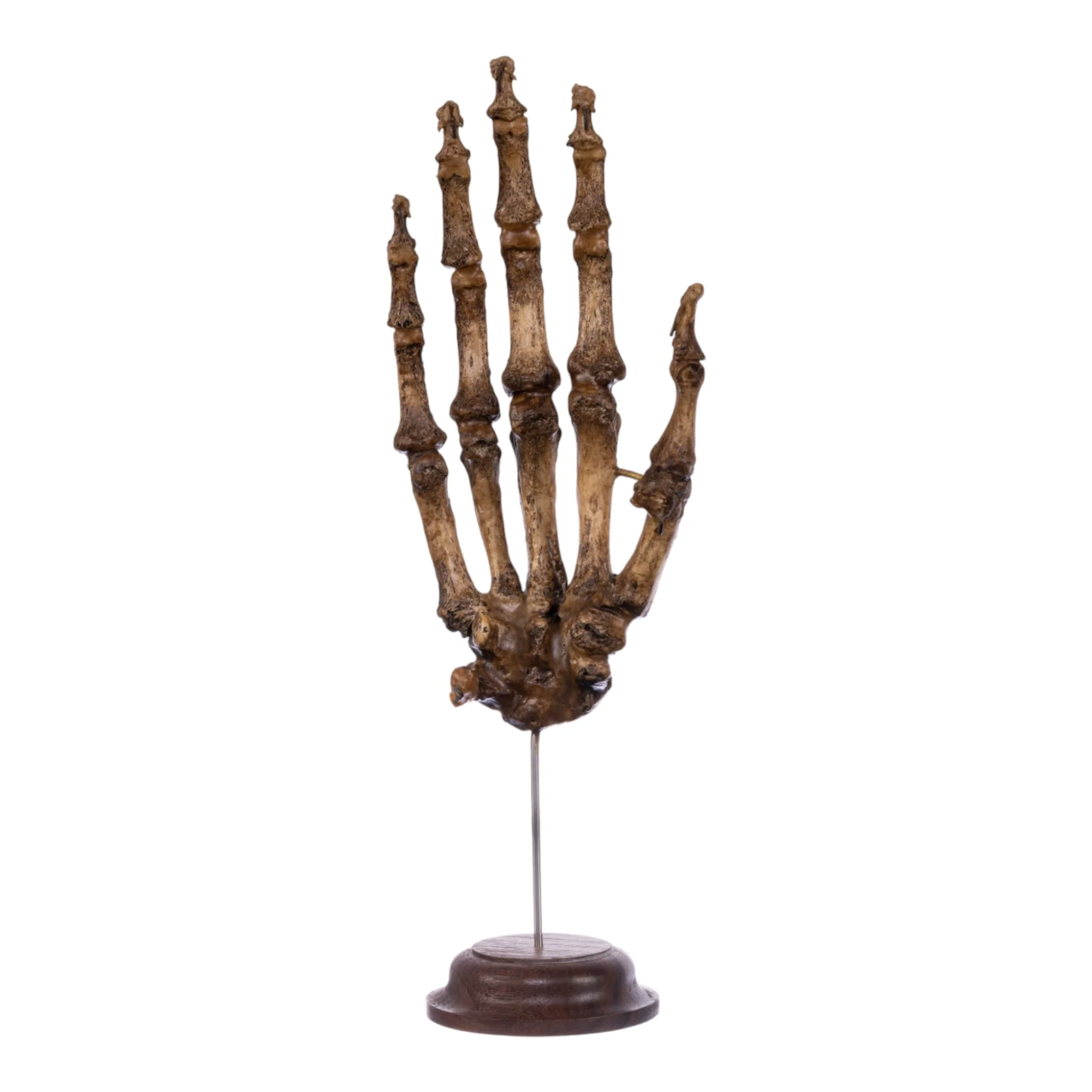 Real Articulated Human Hand on Stand - Image 6