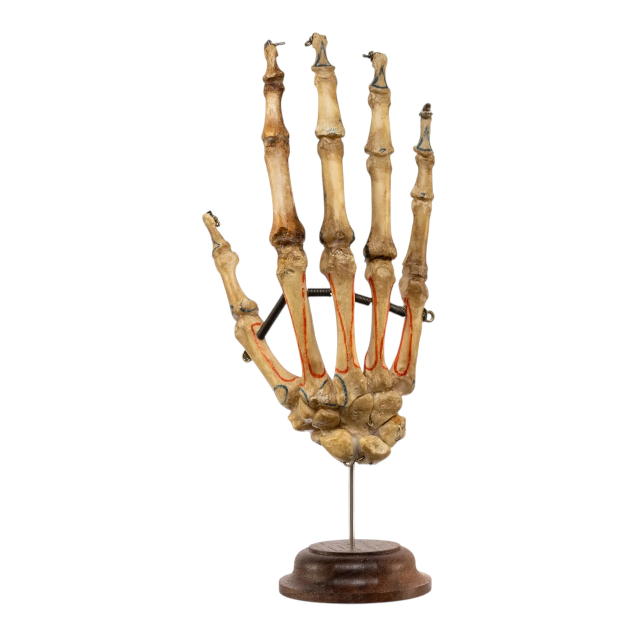 Real Articulated Human Hand on Stand - Image 7