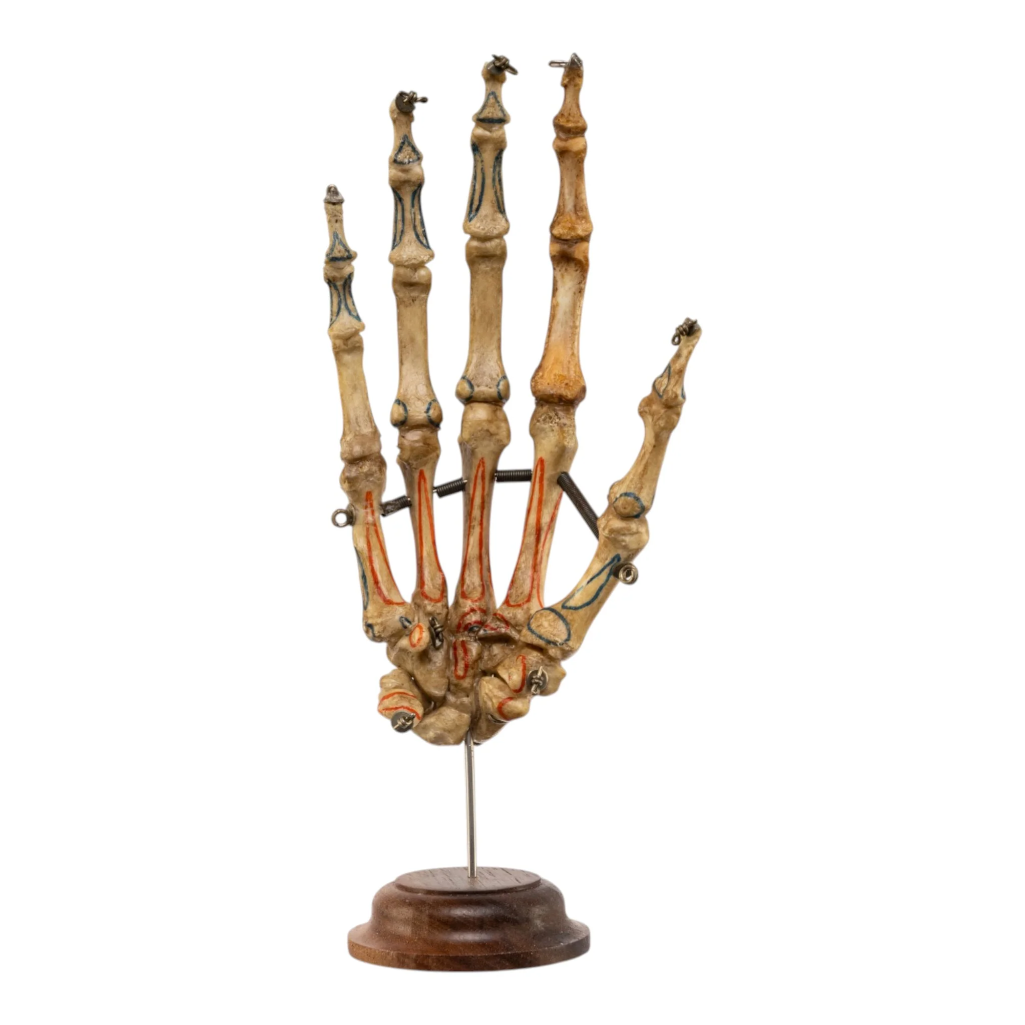 Real Articulated Human Hand on Stand - Image 8