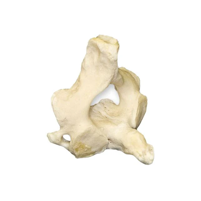 Real Human Atlas or Axis - Image 2
