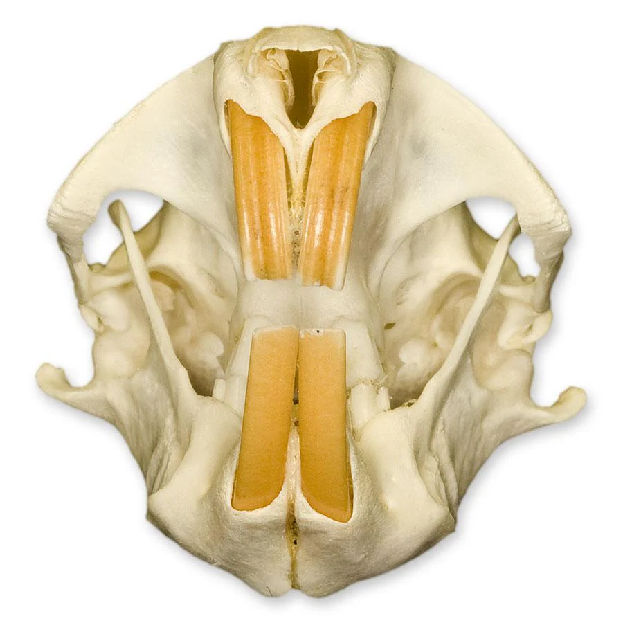 Real Attwater's Pocket Gopher Skull - Image 3