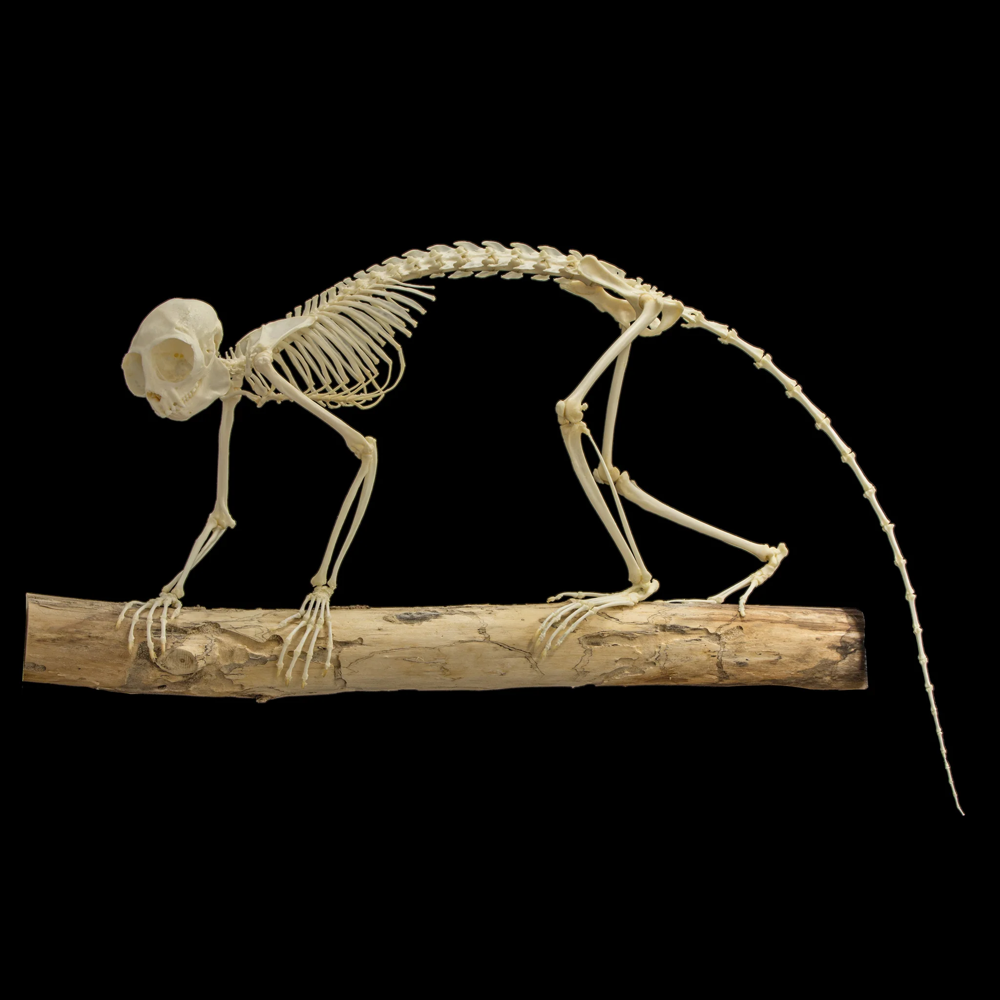 Real Azara's Night Monkey Skeleton - Articulated