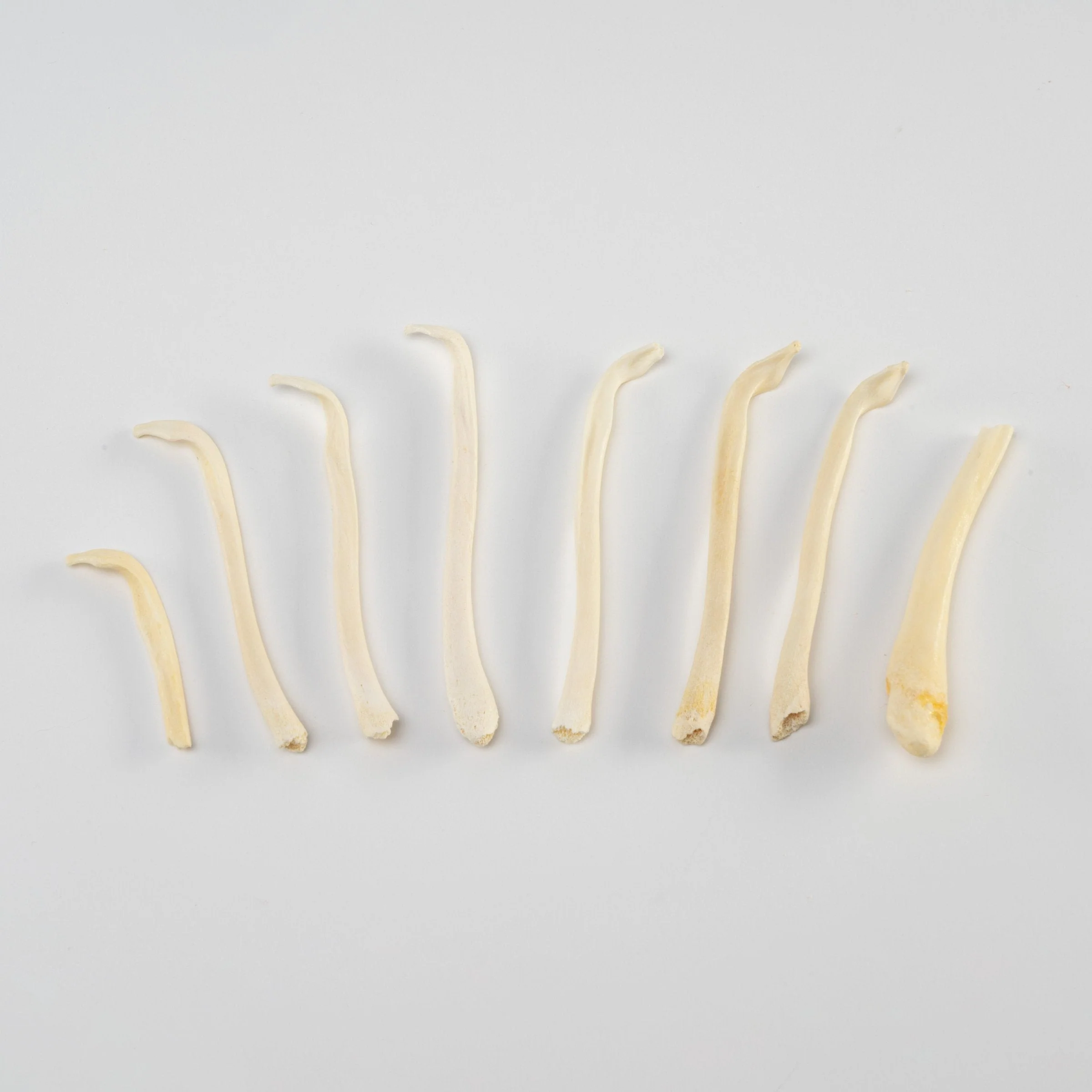 Real Bag-O-Baculum