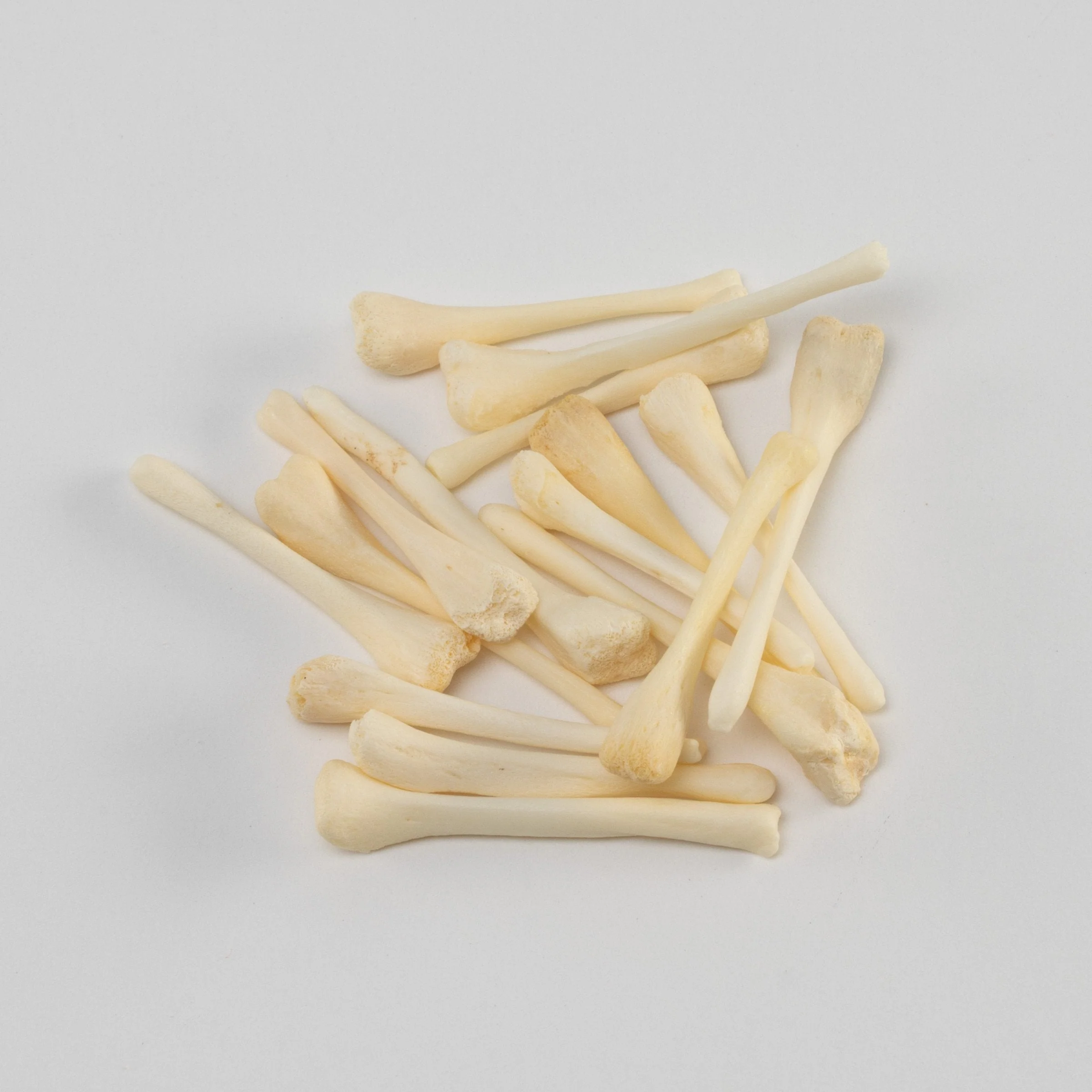 Real Bag-O-Beaver Baculum - Adolescent