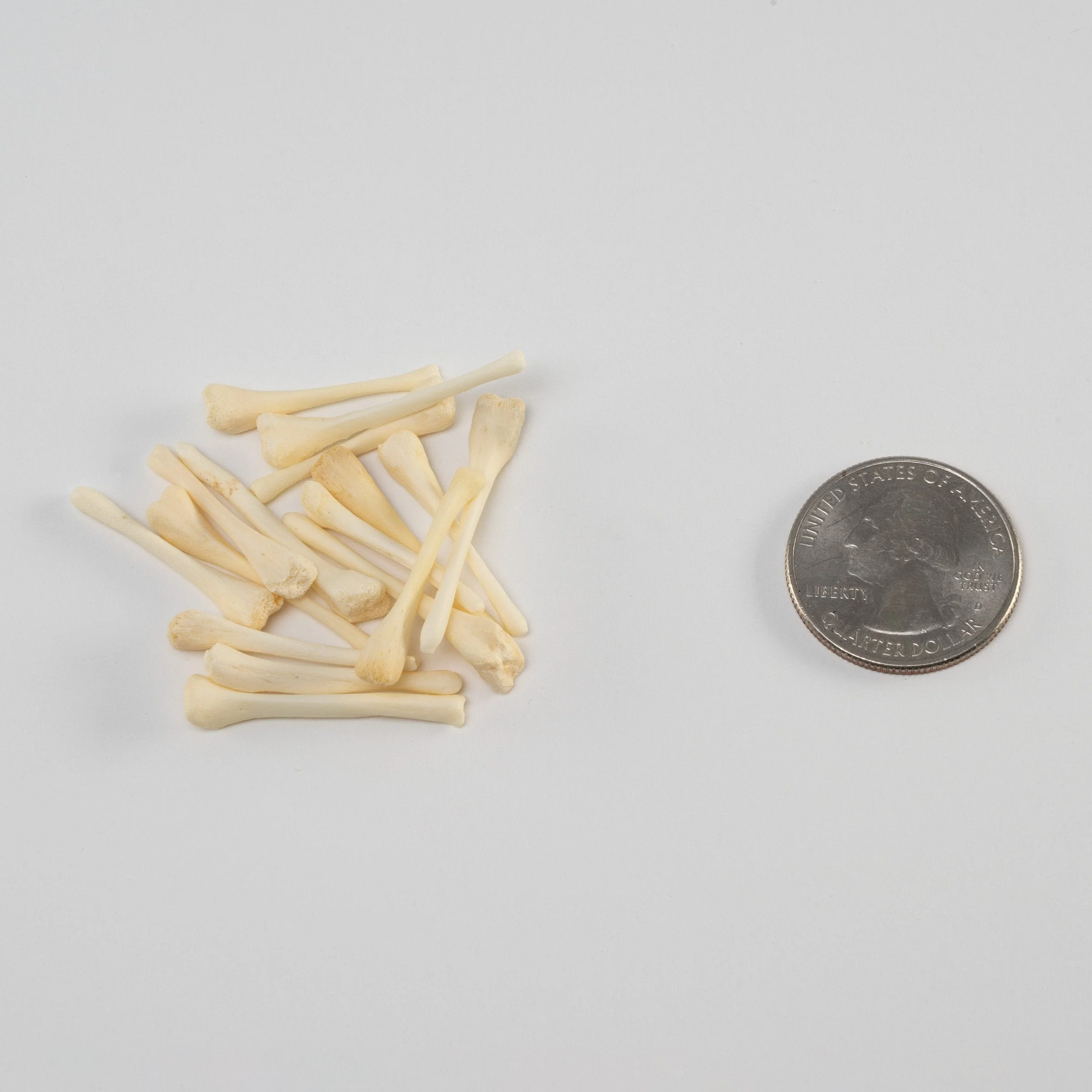 Real Bag-O-Beaver Baculum - Adolescent - Image 2