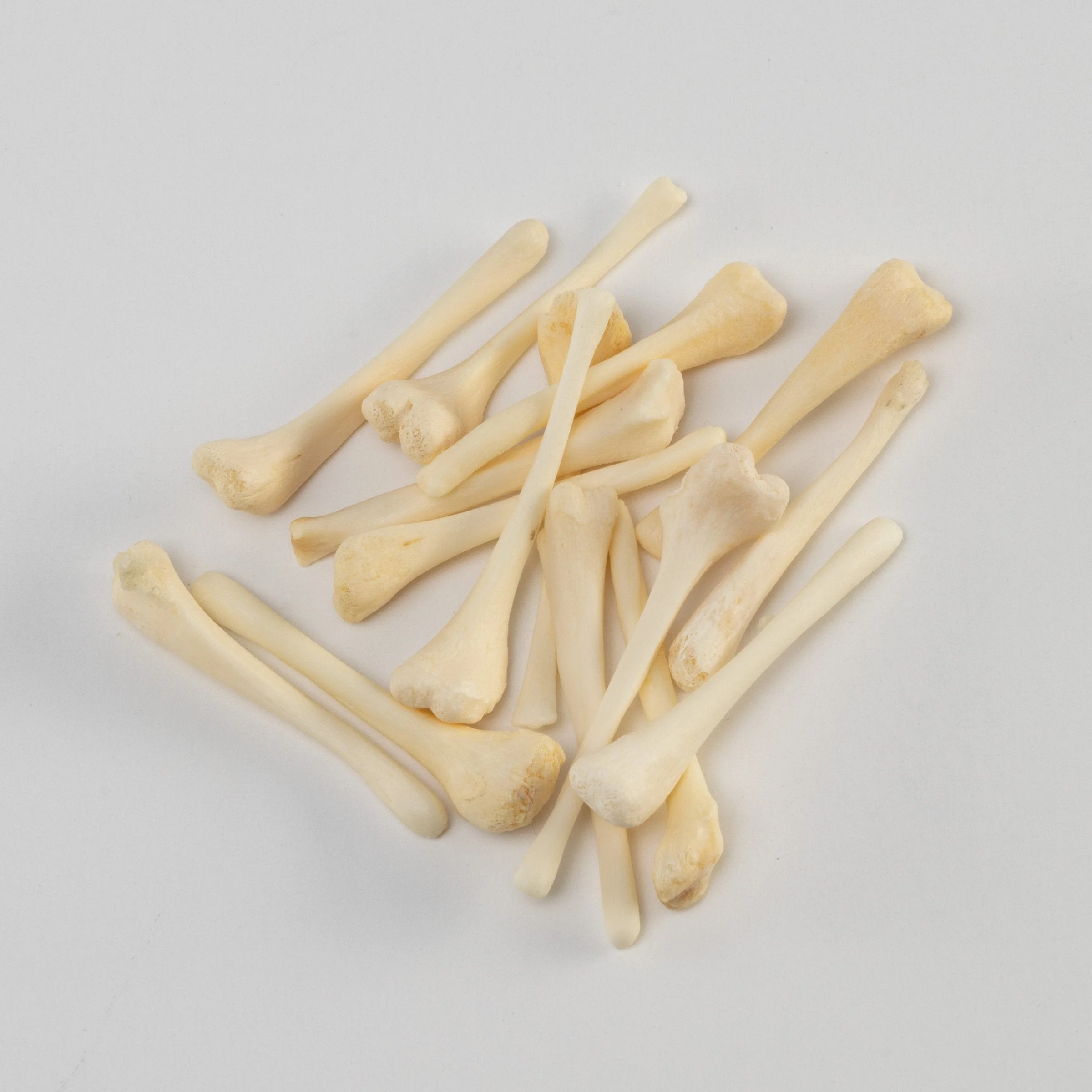 Real Bag-O-Beaver Baculum - Adolescent - Image 3