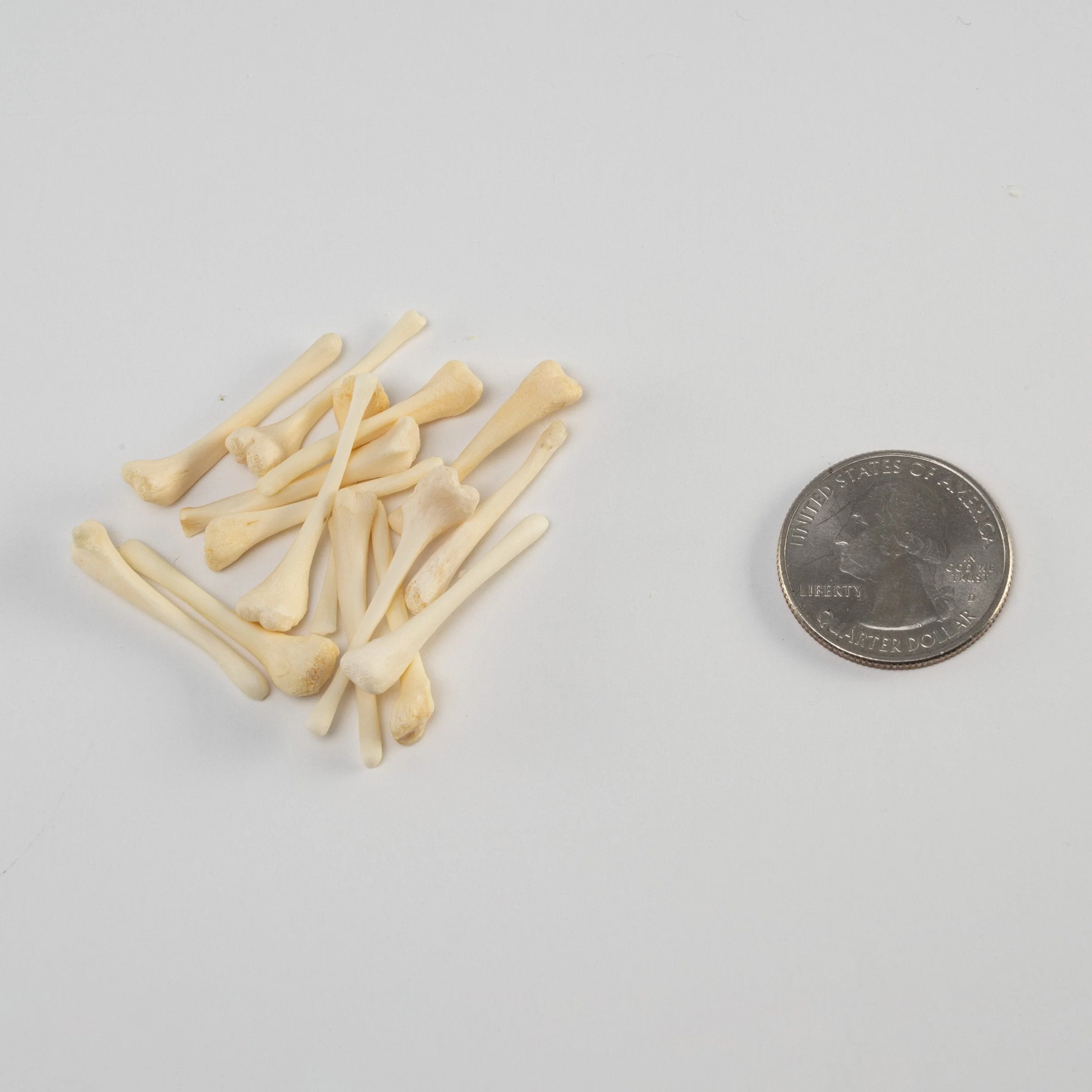 Real Bag-O-Beaver Baculum - Adolescent - Image 4