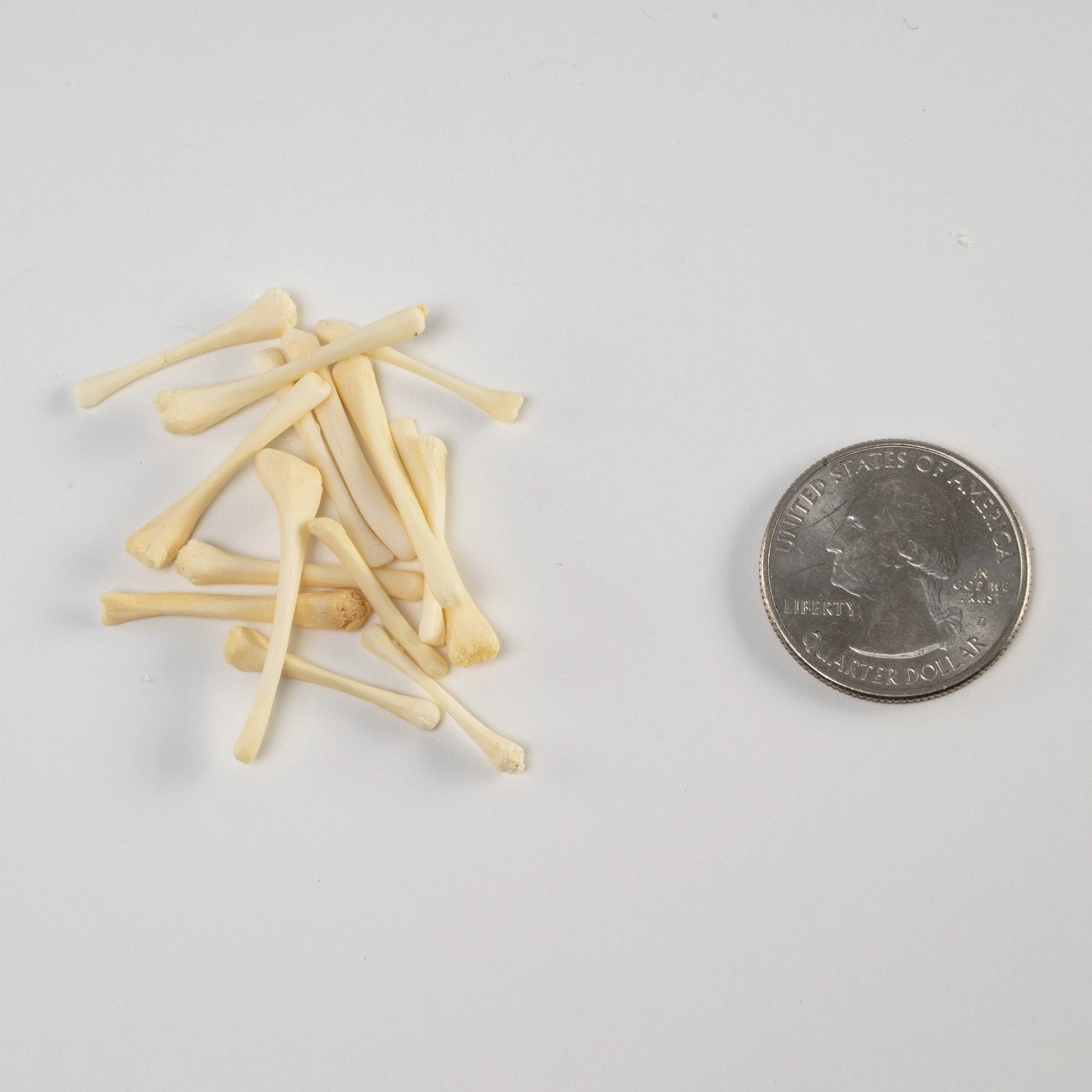 Real Bag-O-Beaver Baculum - Small - Image 2