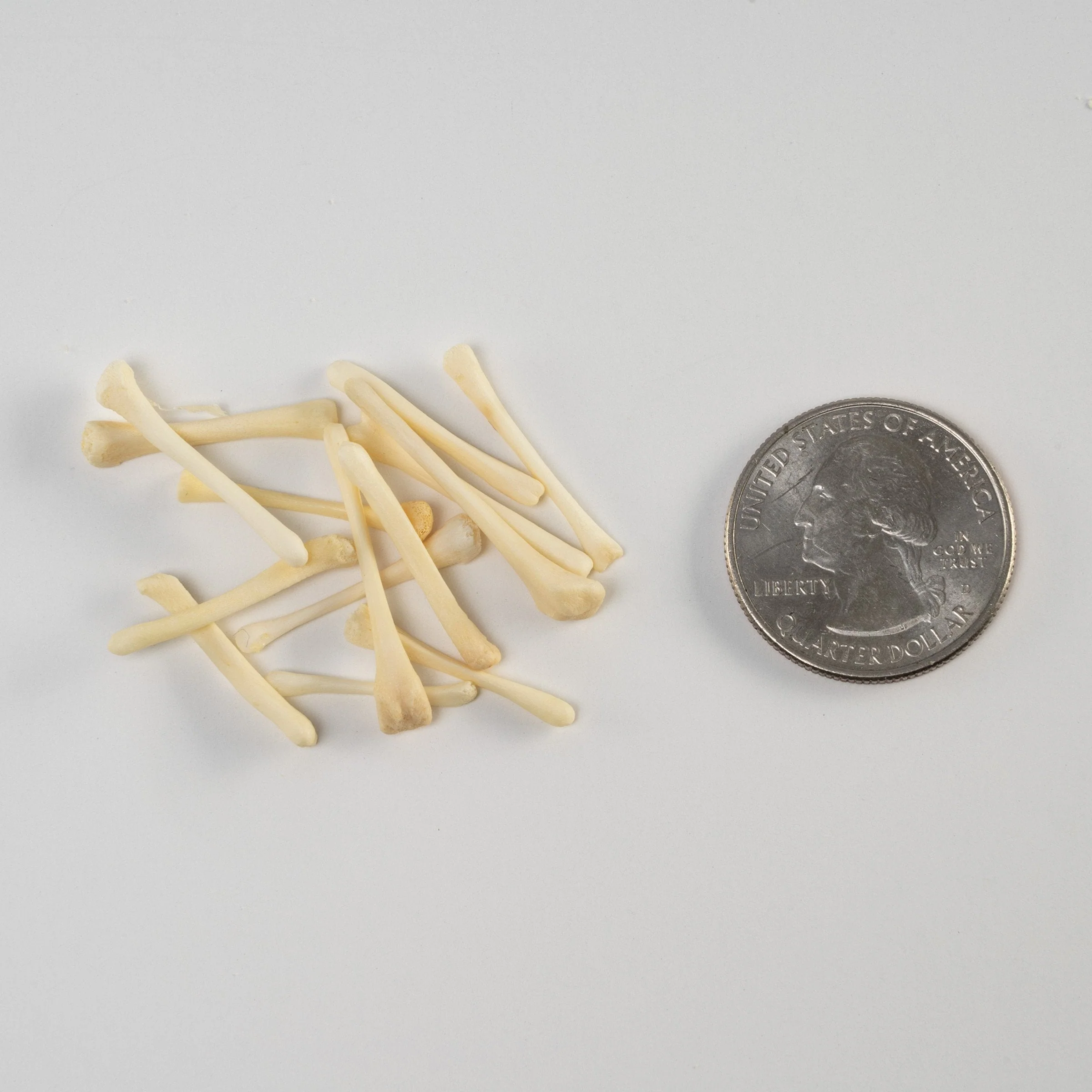 Real Bag-O-Beaver Baculum - Small - Image 4