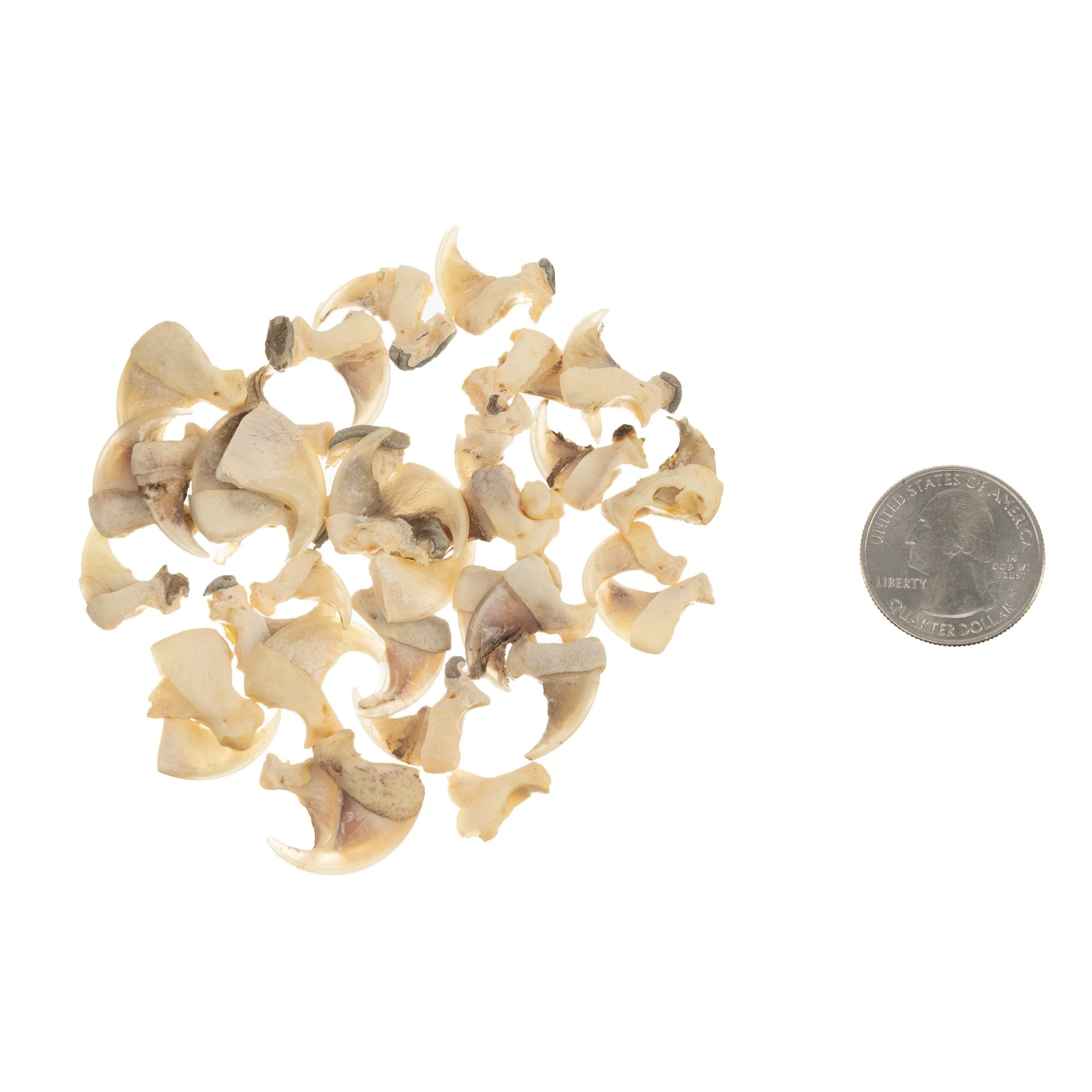 Real Bag-O-Bobcat Claws - Image 2