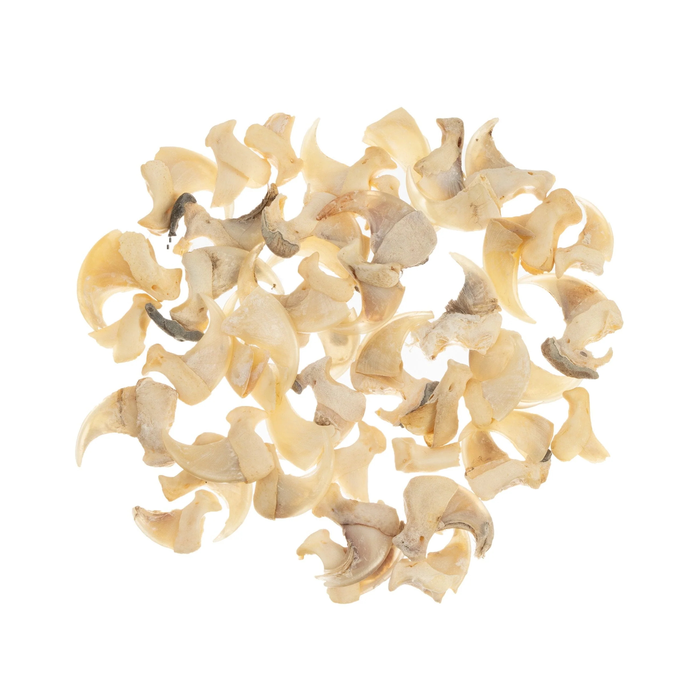 Real Bag-O-Bobcat Claws - Image 3