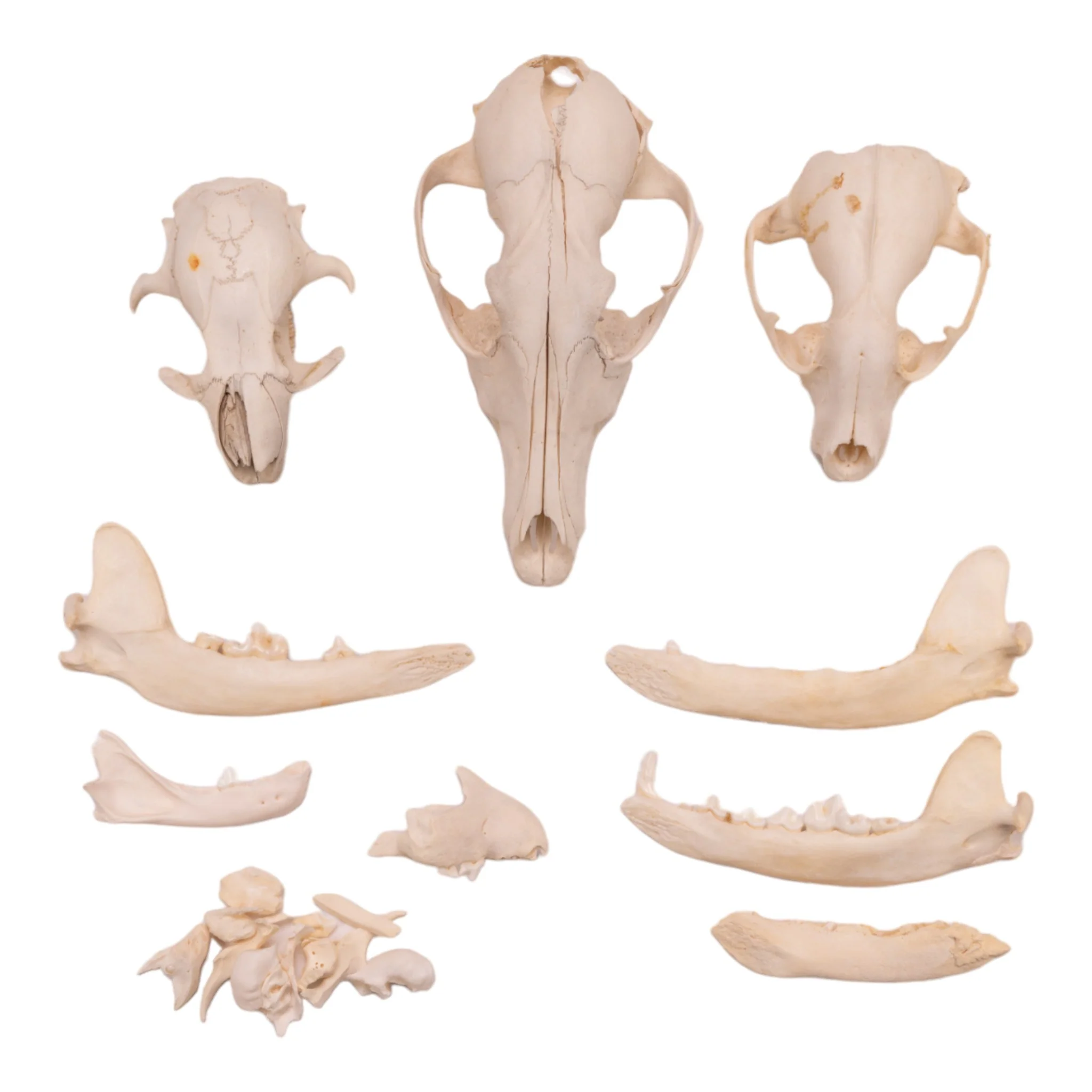 Real Bag-O-Bone Fragments - Image 3