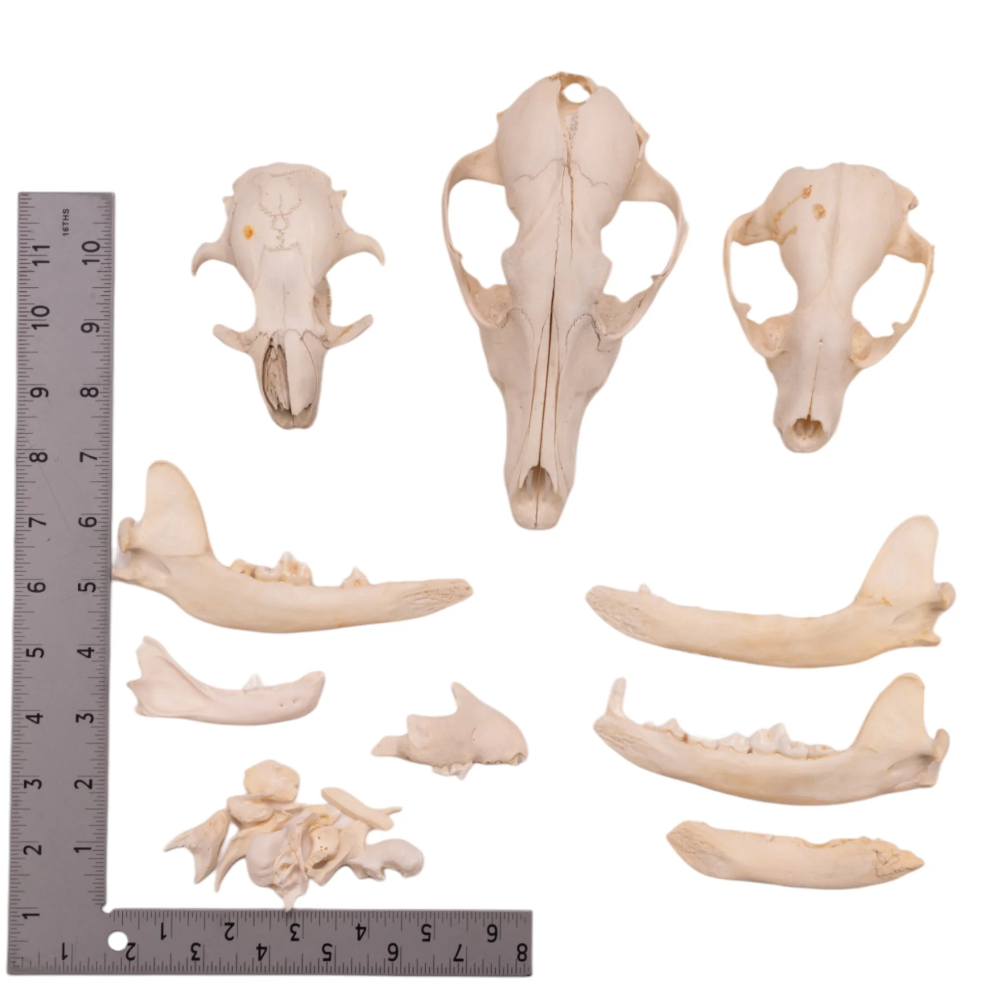 Real Bag-O-Bone Fragments - Image 4
