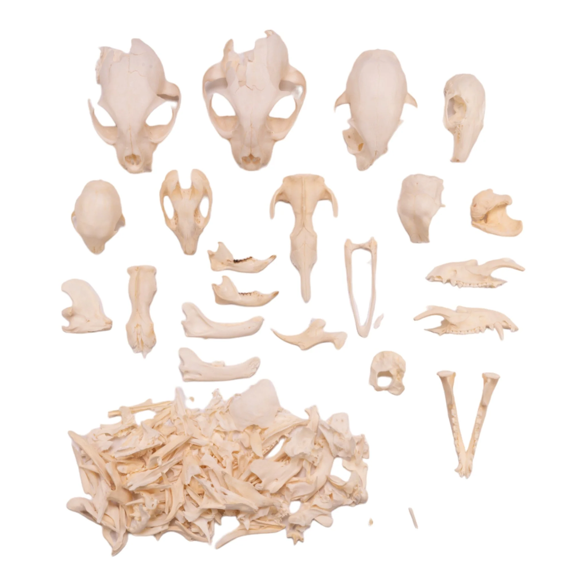 Real Bag-O-Bone Fragments - Image 5