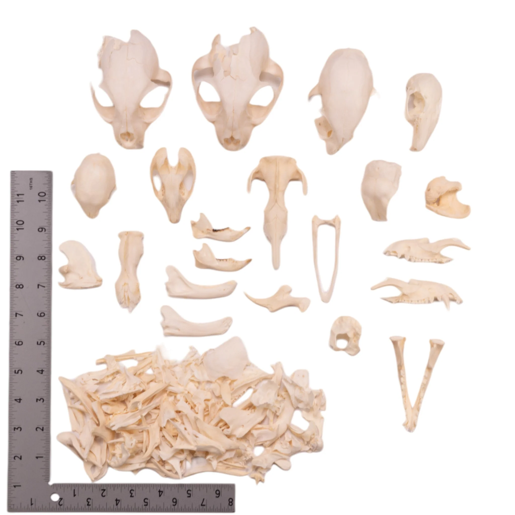 Real Bag-O-Bone Fragments - Image 6