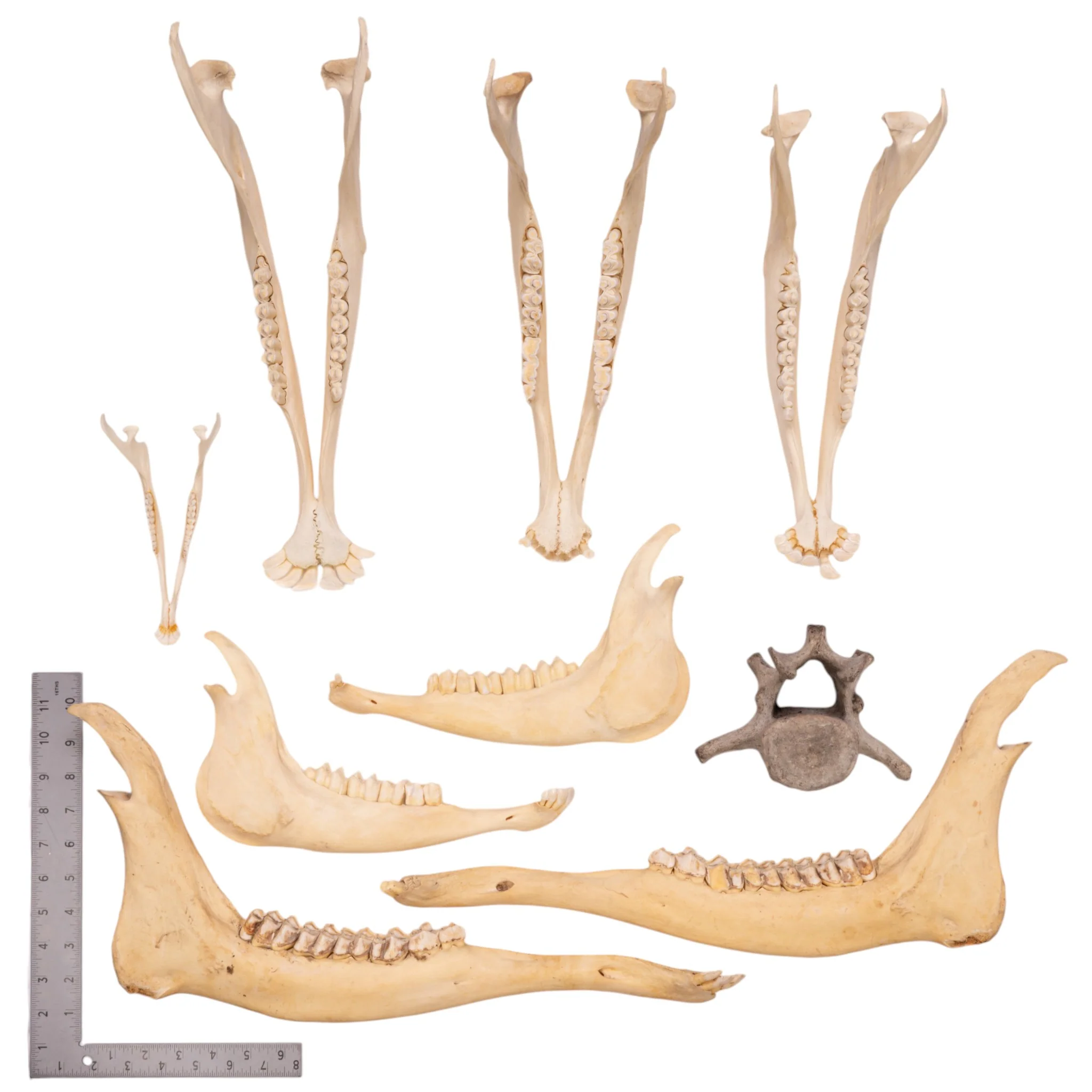 Real Bag-O-Bones - Image 2