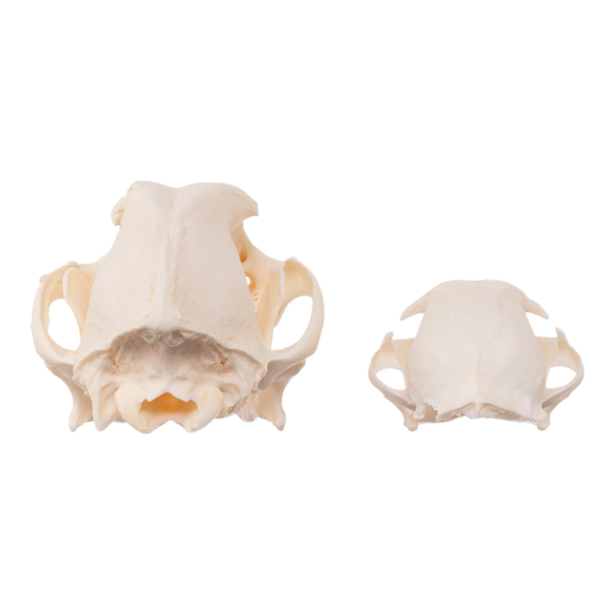 Real Bag-O-Canine and Feline Skulls - Image 5