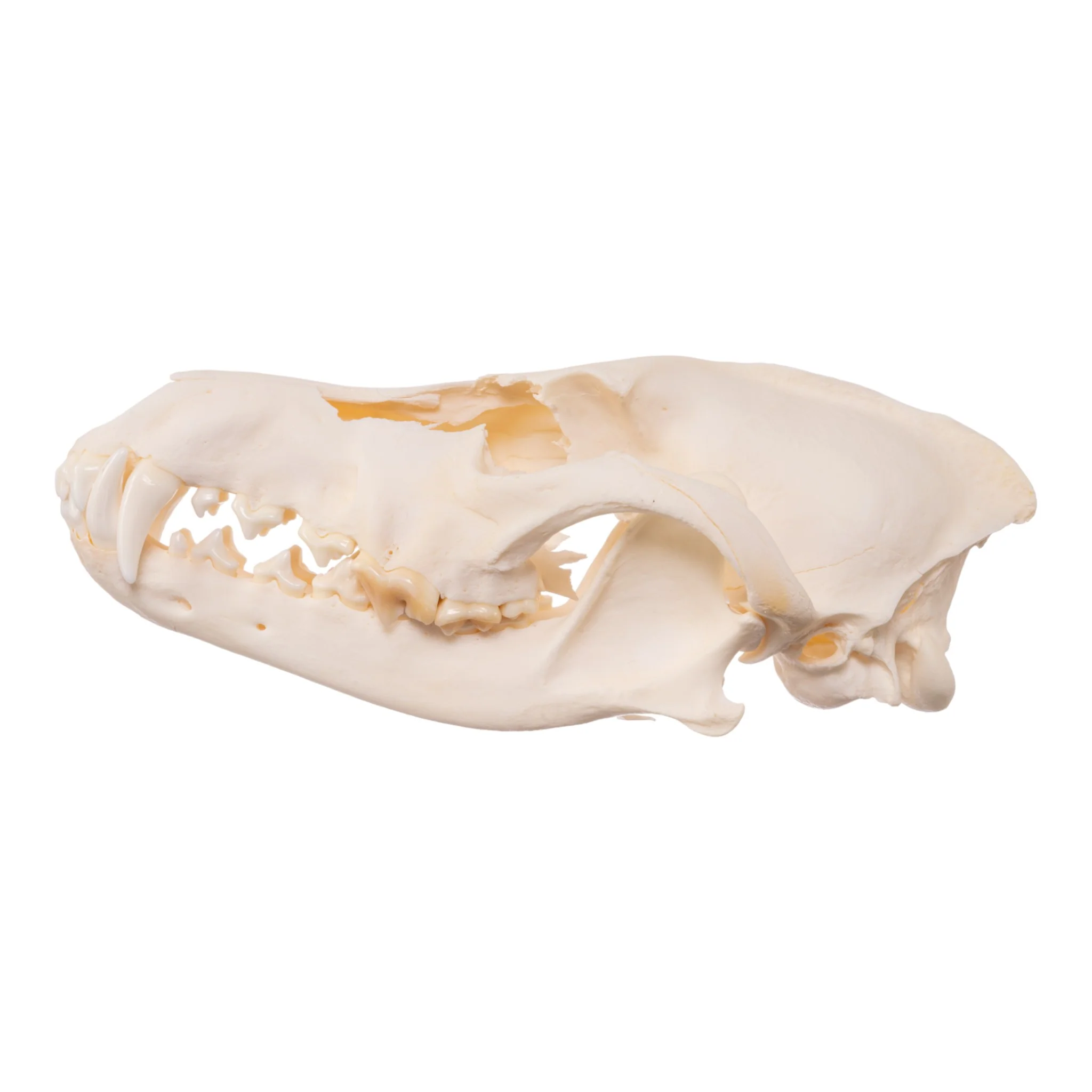 Real Bag-O-Canine and Feline Skulls - Image 9