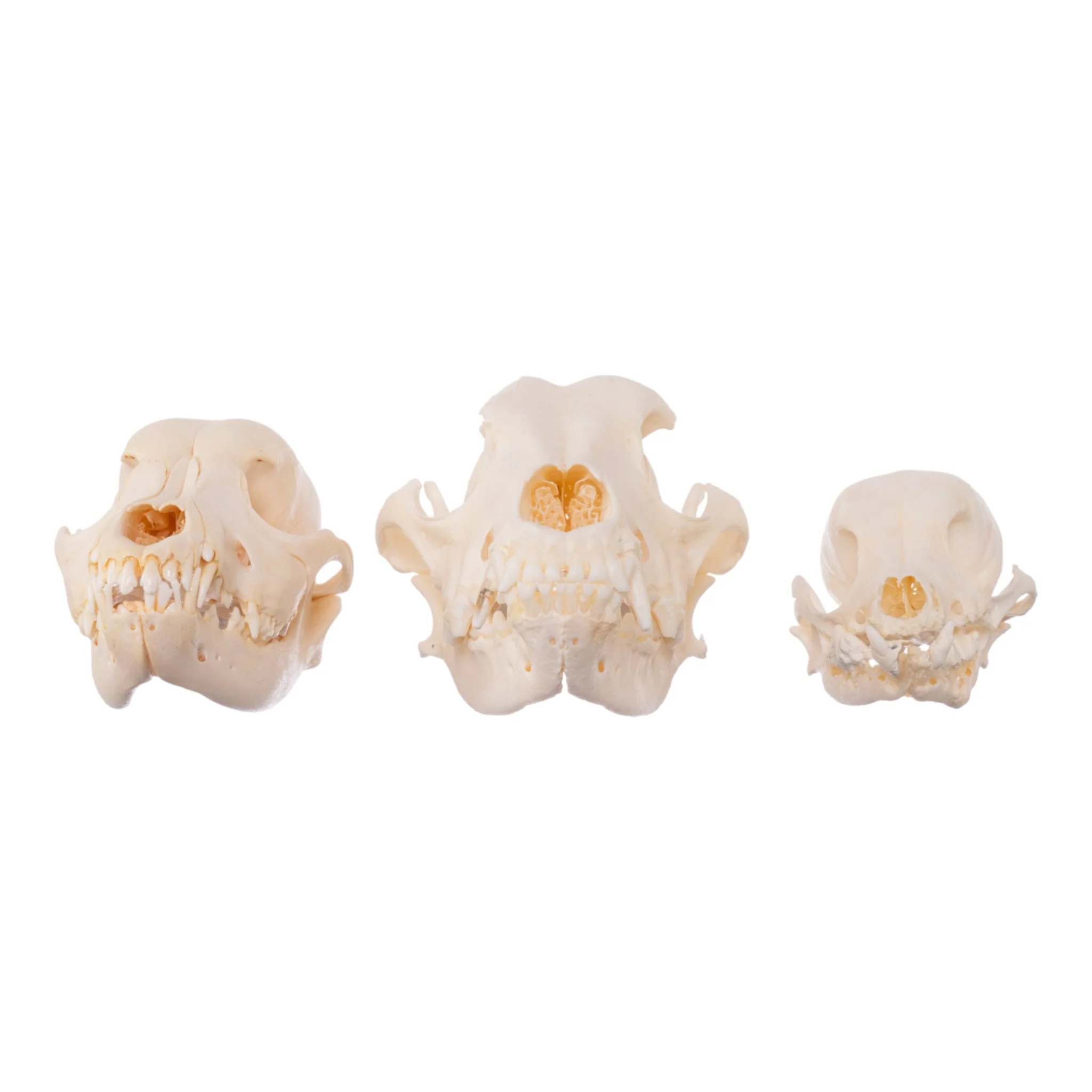 Real Bag-O-Canine Skulls - Image 3