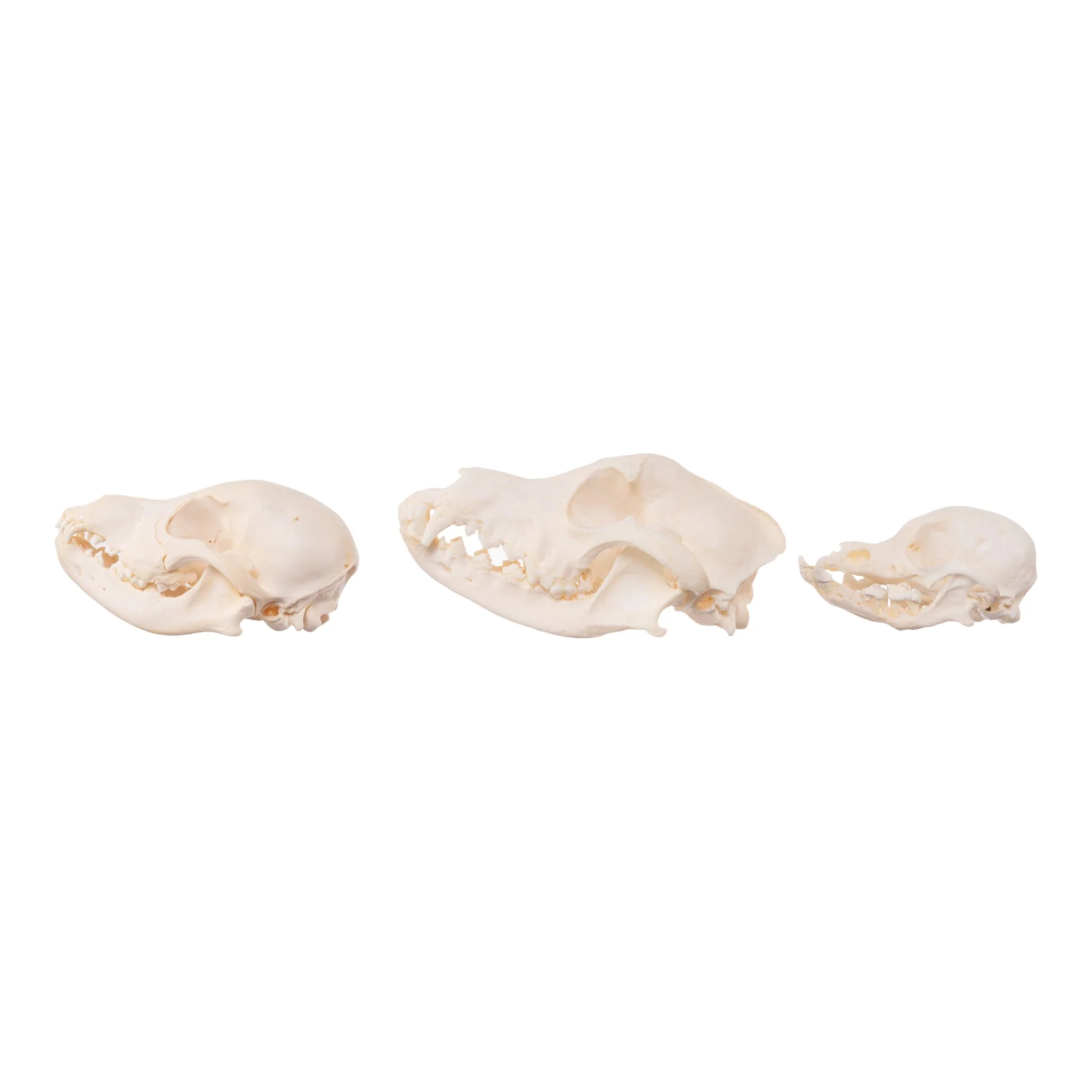 Real Bag-O-Canine Skulls - Image 4