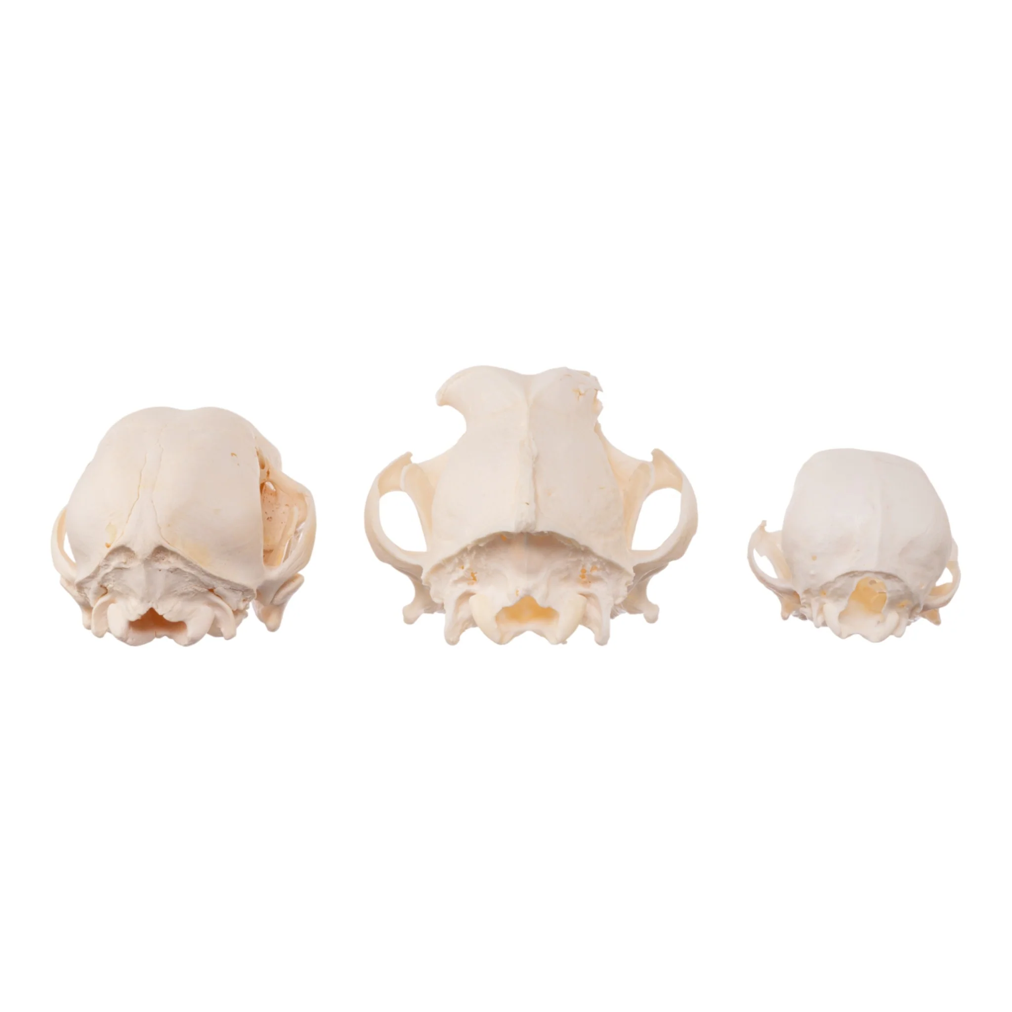 Real Bag-O-Canine Skulls - Image 5