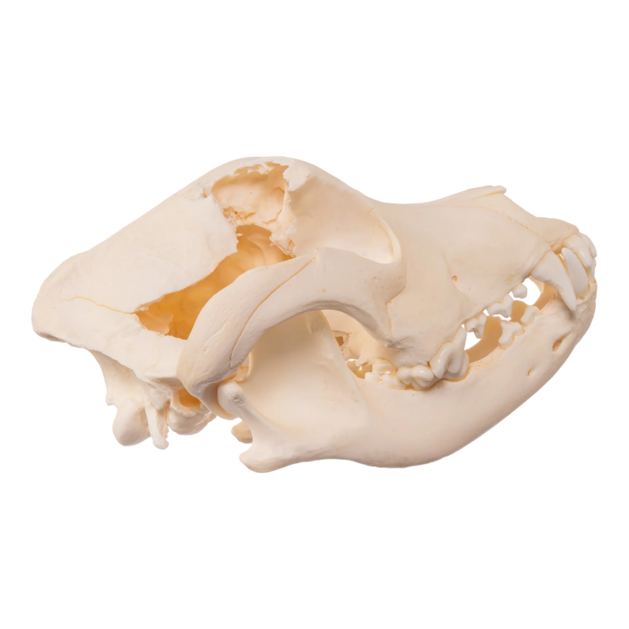 Real Bag-O-Canine Skulls - Image 6