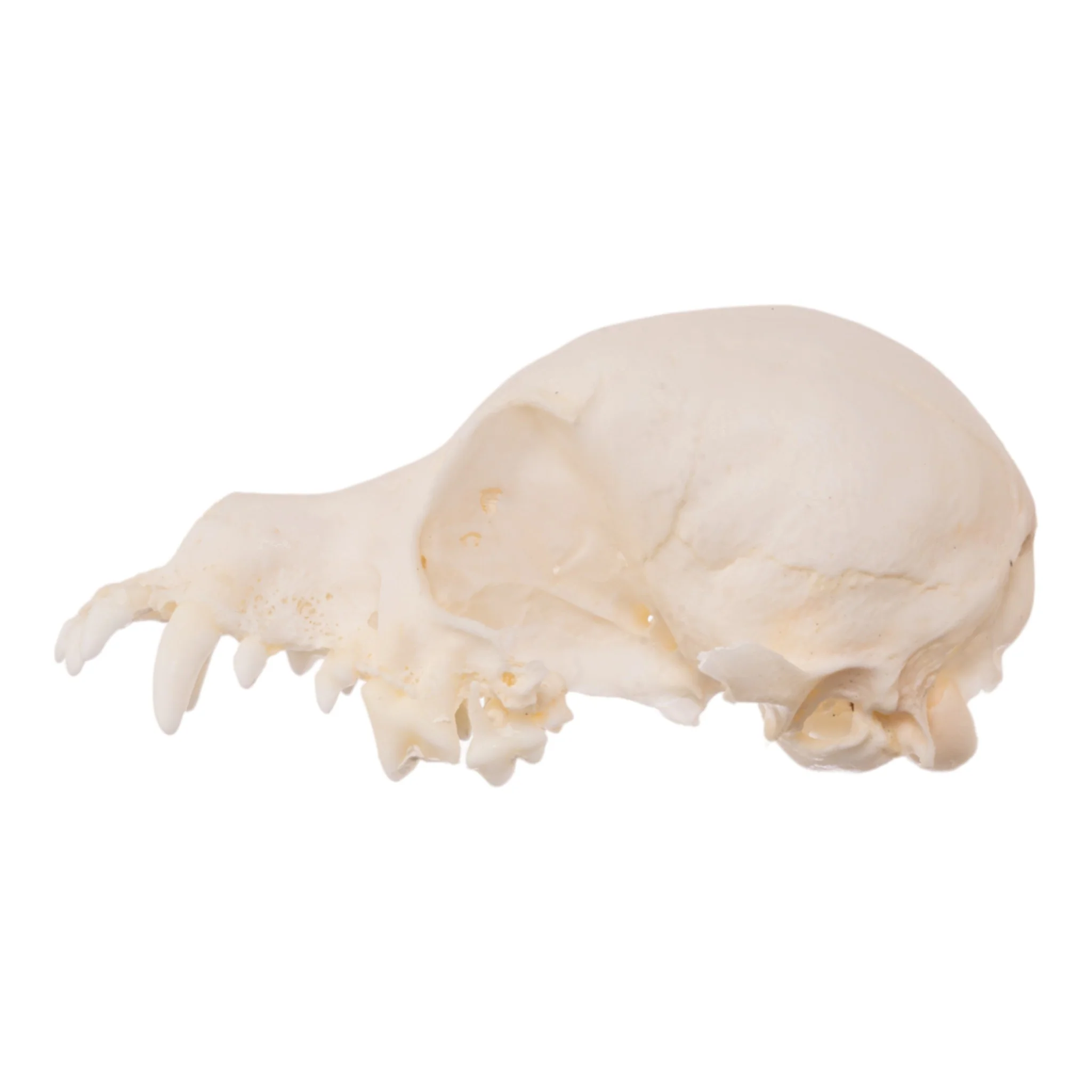 Real Bag-O-Canine Skulls - Image 7