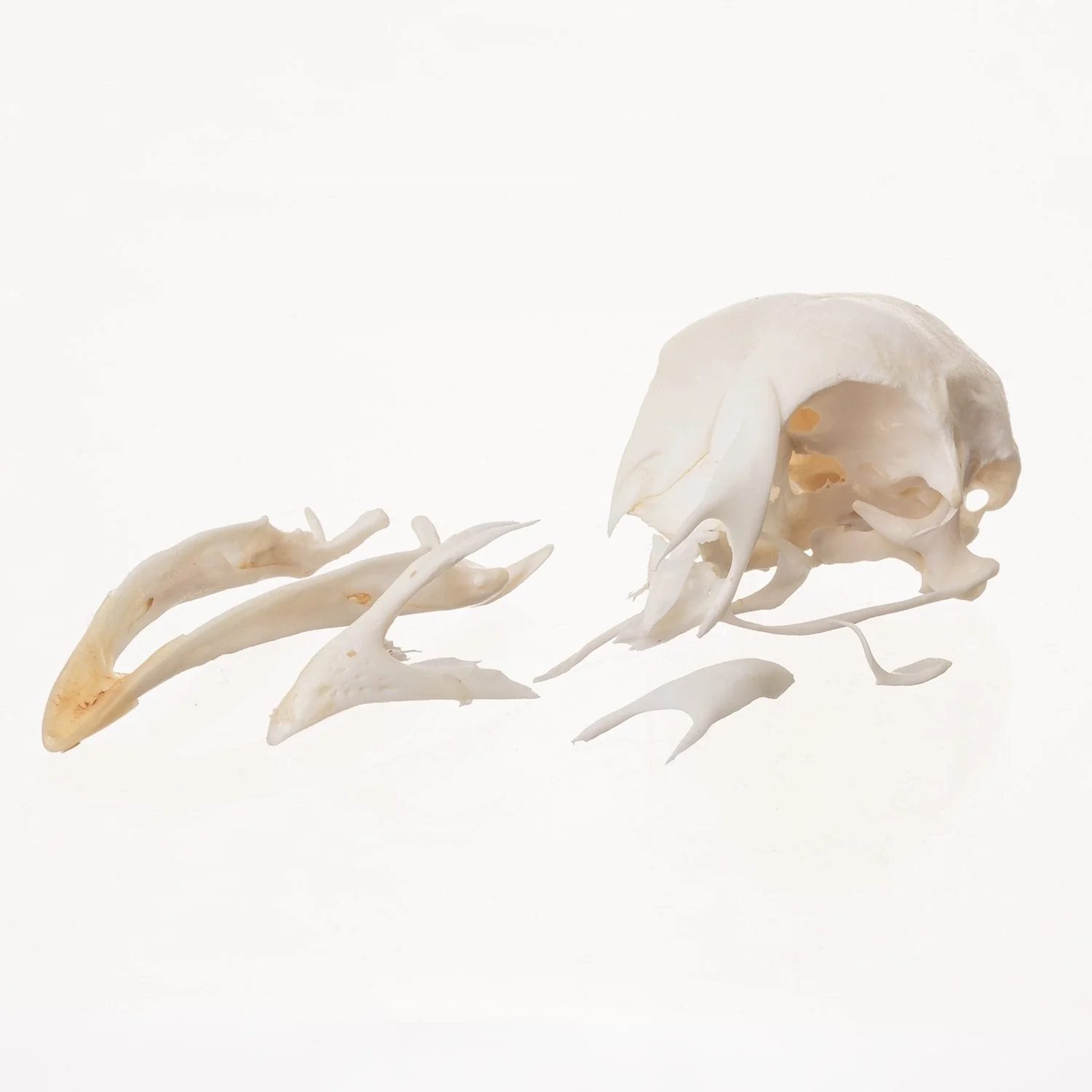Real Chicken Skull - Damaged - Image 3