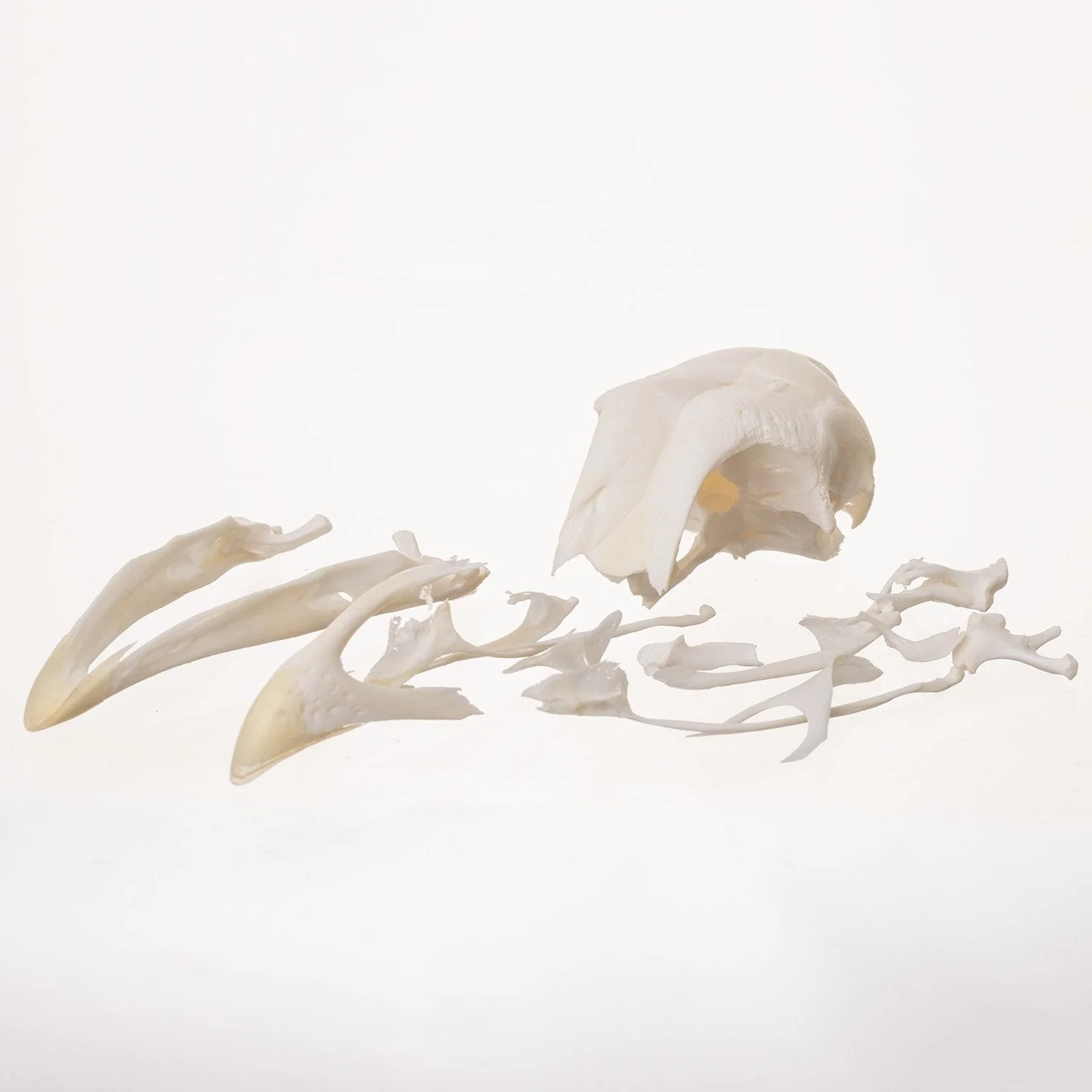 Real Chicken Skull - Damaged - Image 4