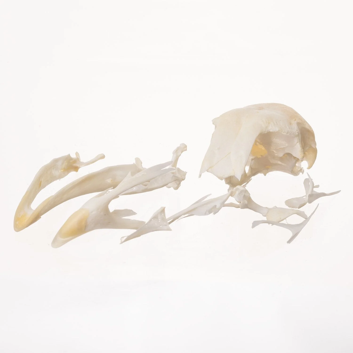Real Chicken Skull - Damaged - Image 5