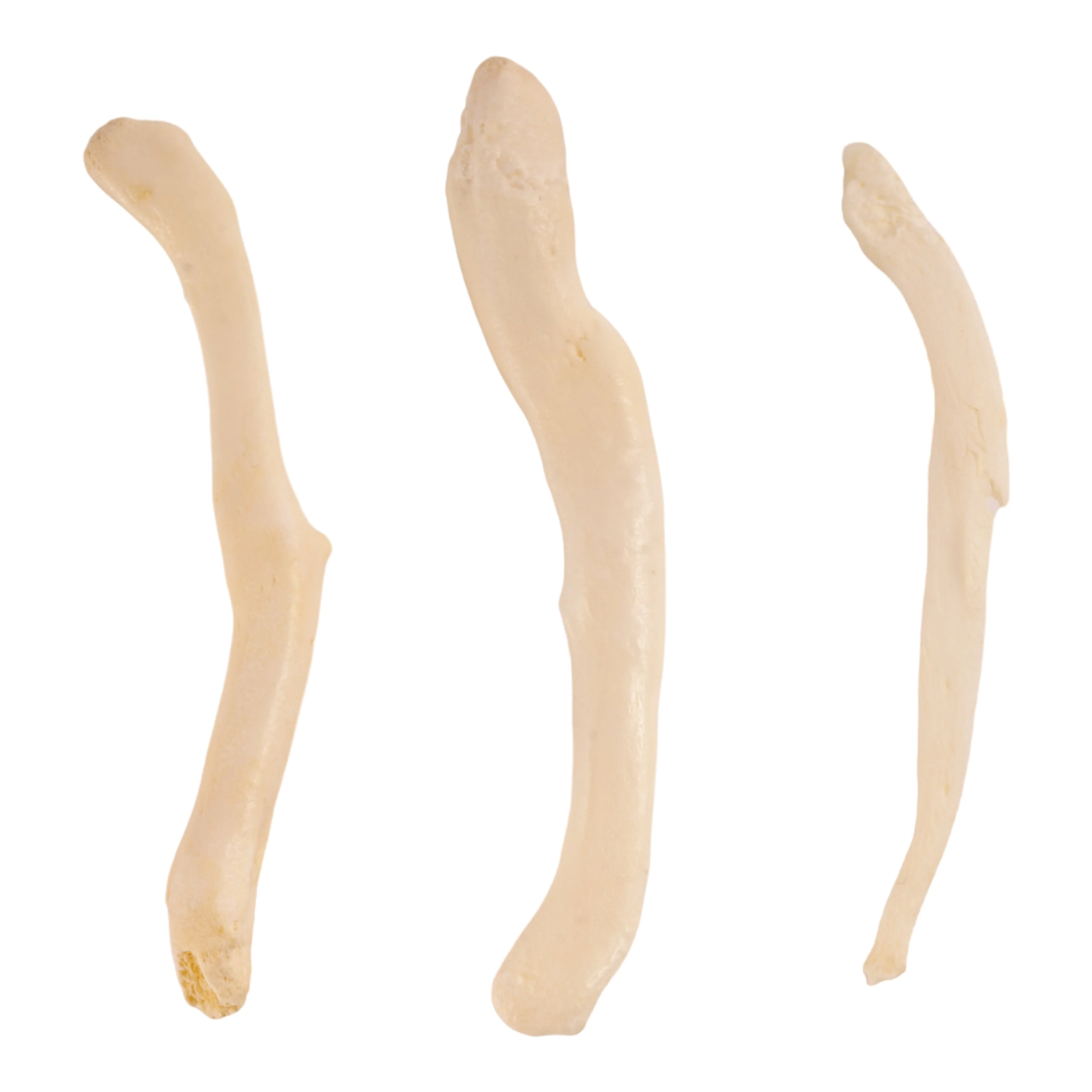 Real Baculum Set - Domestic Dog and River Otter - Image 2
