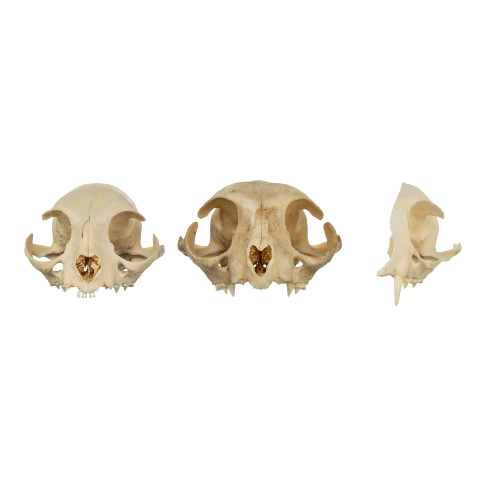 Real Bag-O-Domestic Cat Skulls - Image 2