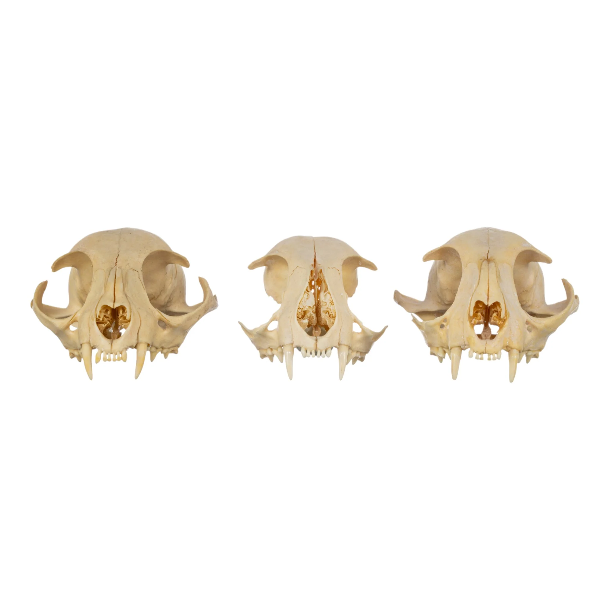 Real Bag-O-Domestic Cat Skulls - Image 3
