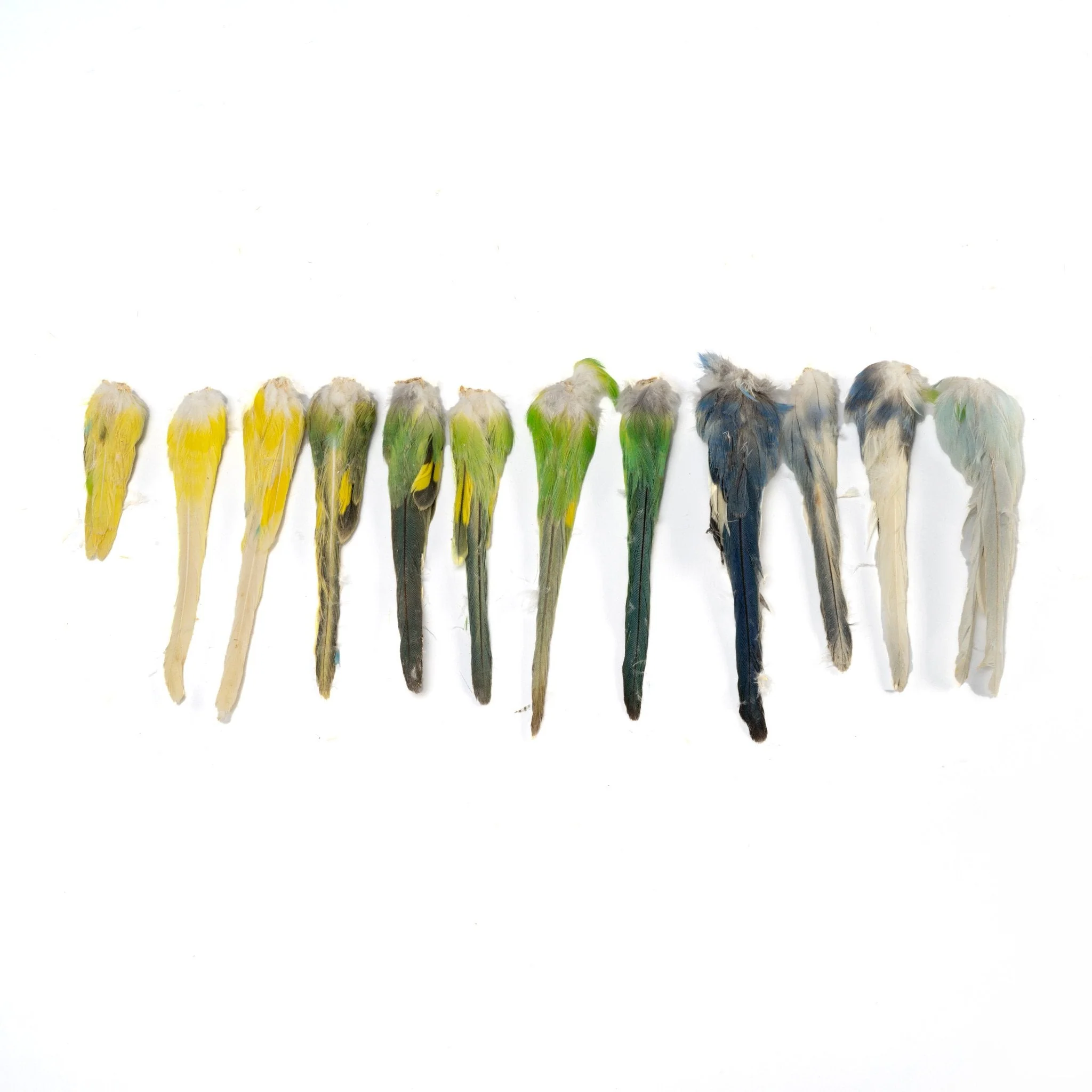 Real Bag-O-Parakeet Tails - Image 2