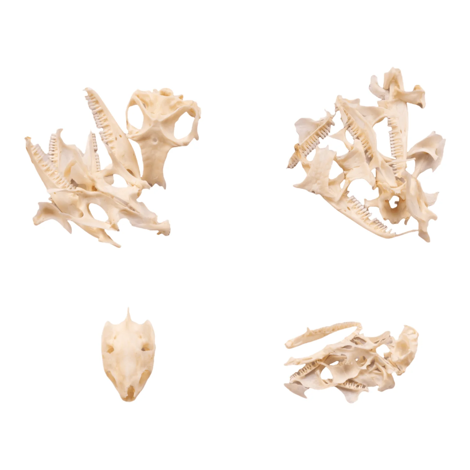 Real Bag-O-Reptile Skulls - Image 3