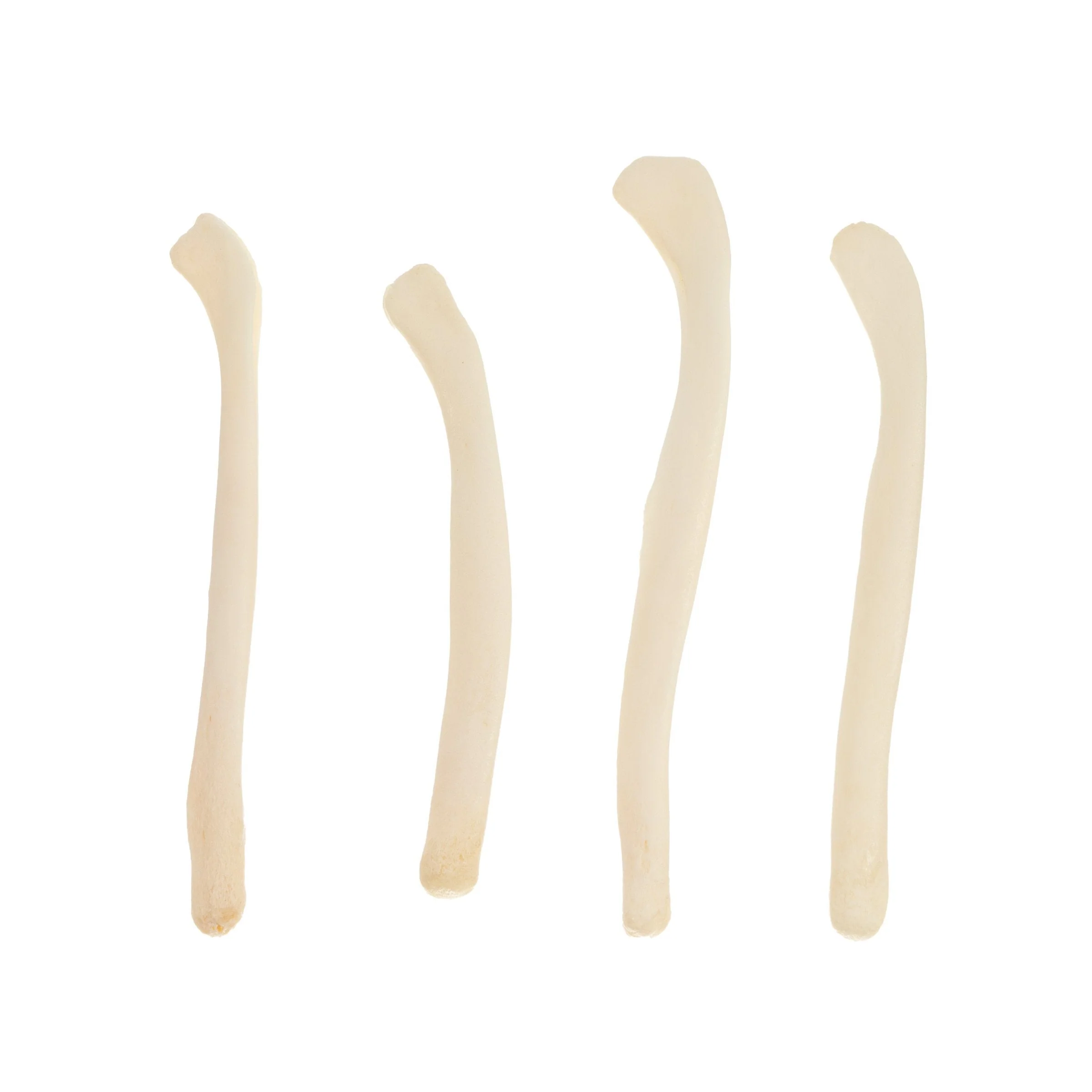 Real Bag-O-River Otter Baculum - Image 3