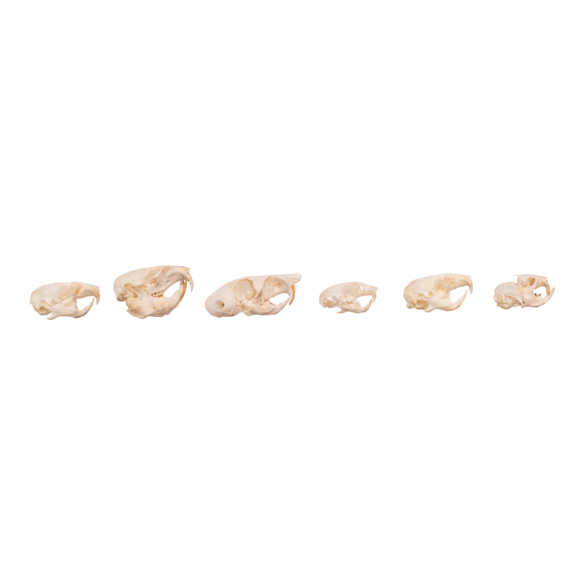 Real Bag-O-Rodent Skulls - Image 2