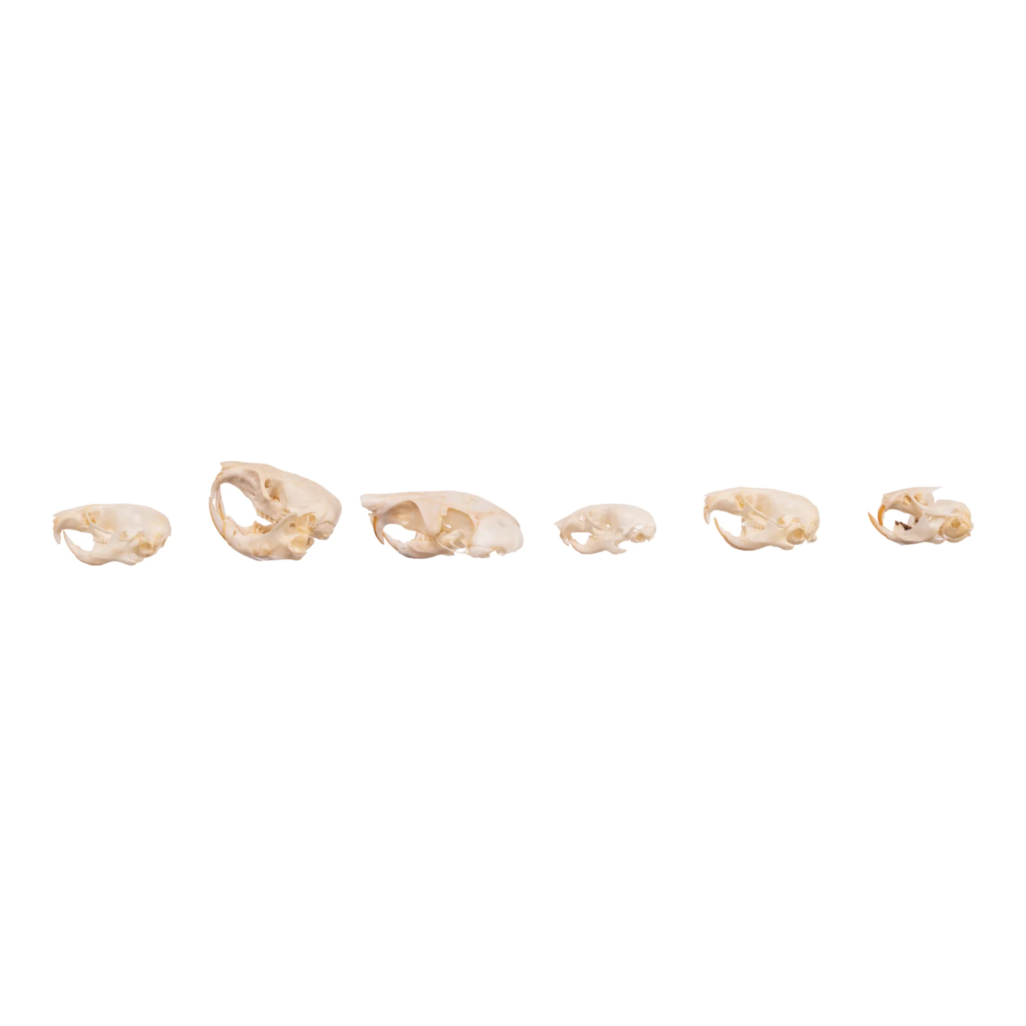 Real Bag-O-Rodent Skulls - Image 3